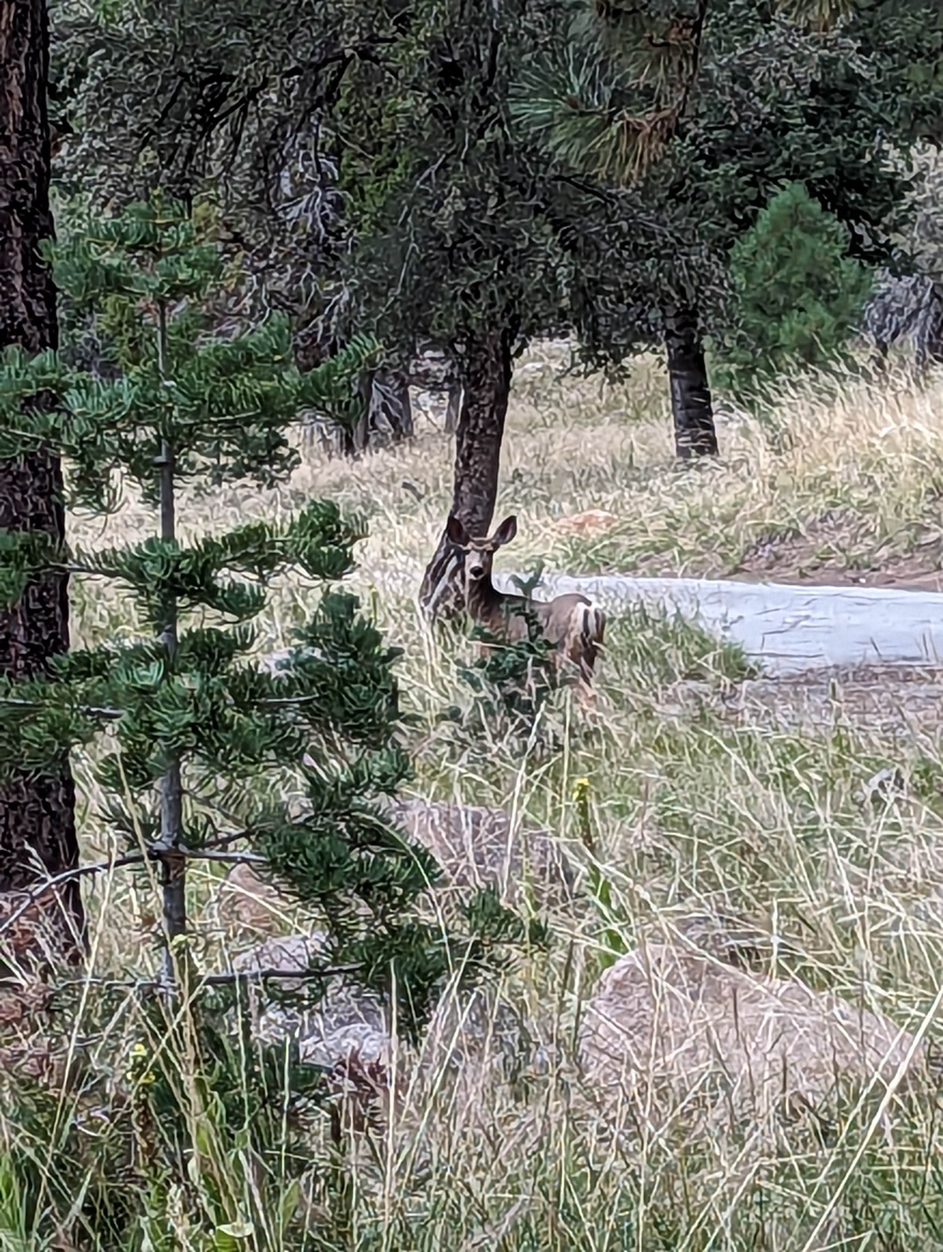 Camper submitted image from Ebenezer Bryce Campground - 2