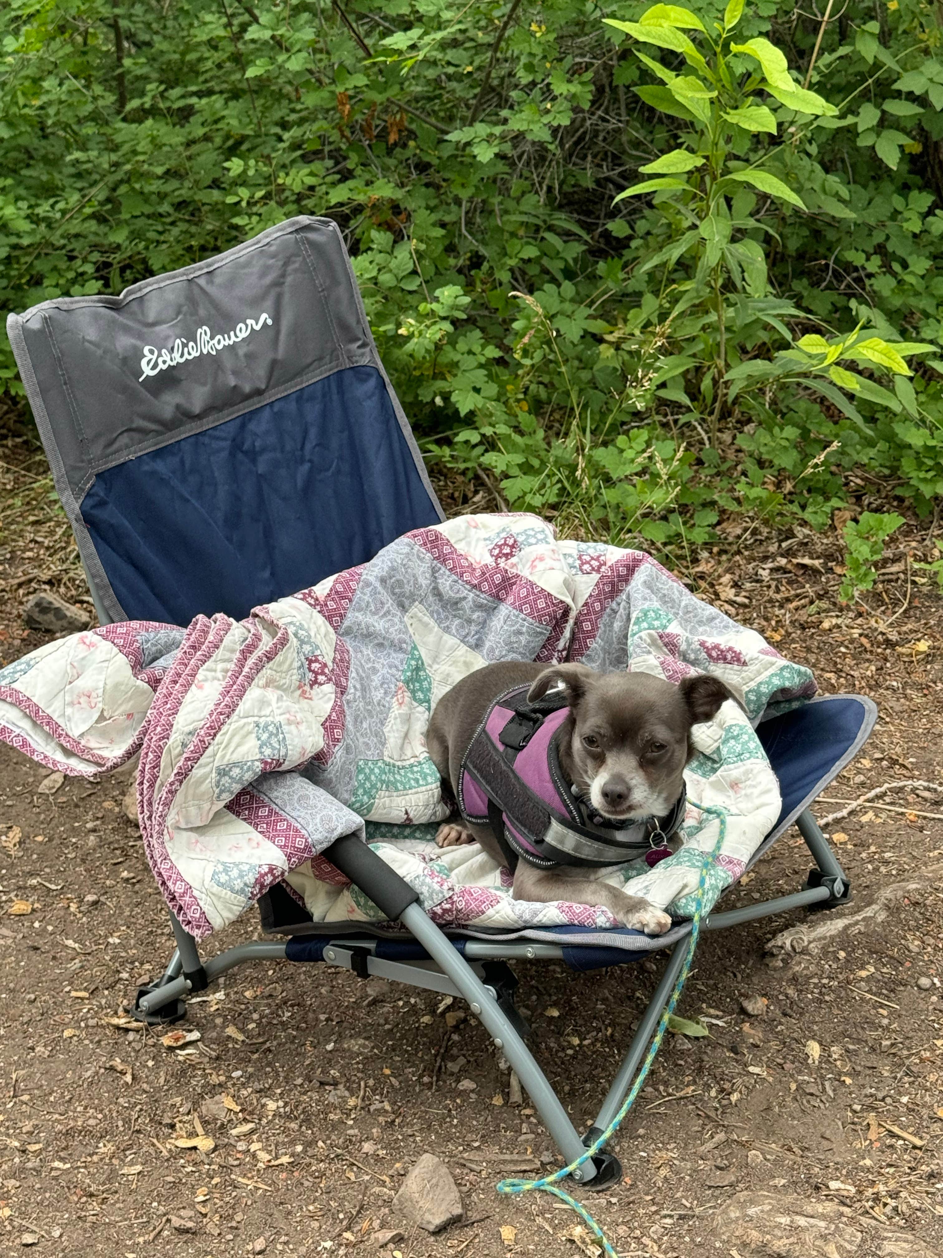 Dianna L.'s photo of camping with pets at Castle Rock Campground — Fremont Indian State Park near Beaver, UT