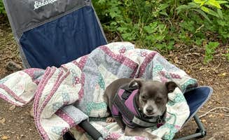Dianna L.'s photo of camping with pets at Castle Rock Campground — Fremont Indian State Park near Aurora, UT
