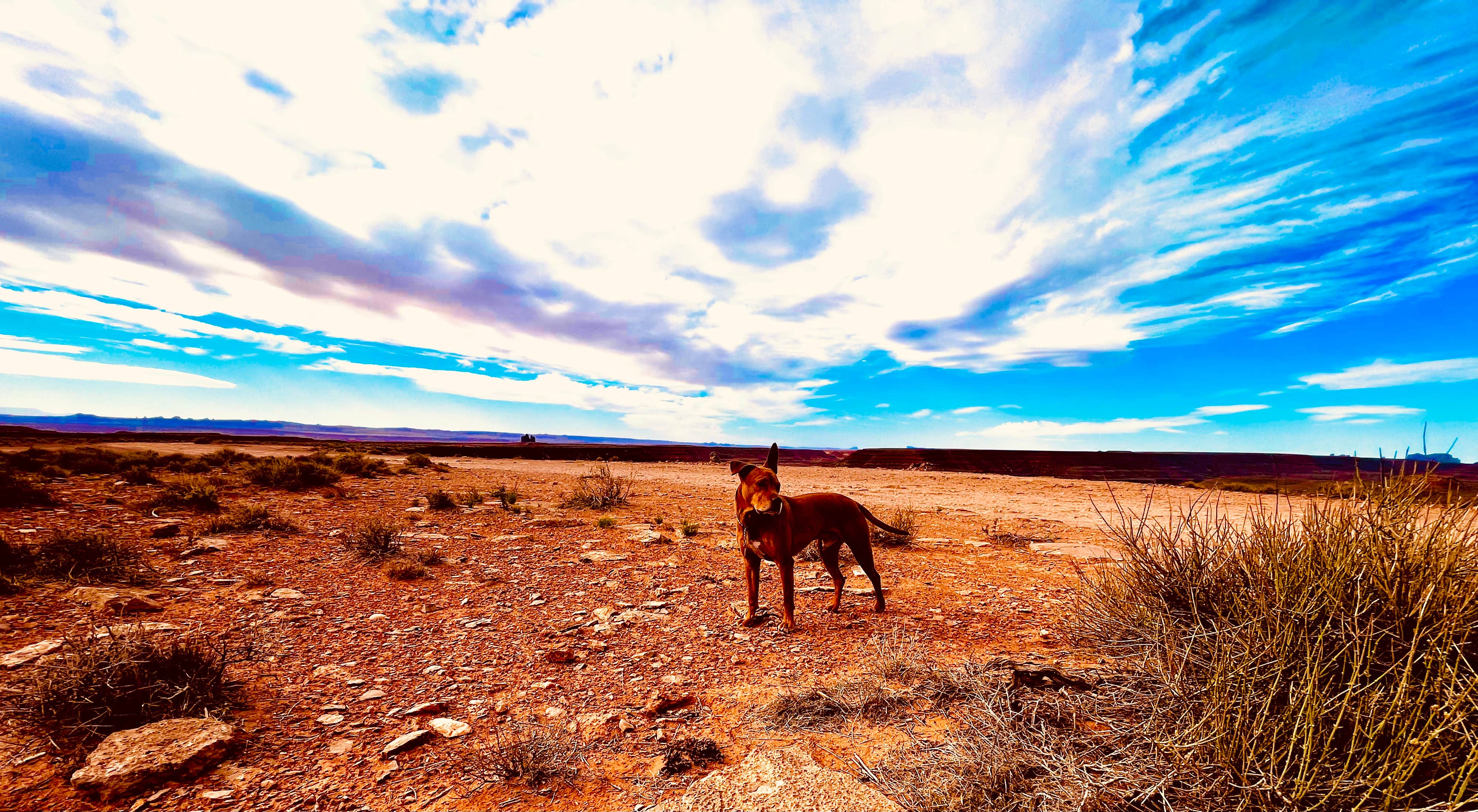 Marasha L.'s photo of camping with pets at Goosenecks State Park Campground near Kayenta, AZ