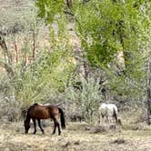 Review photo of Green River Campground — Dinosaur National Monument by Kirsten L., April 25, 2026