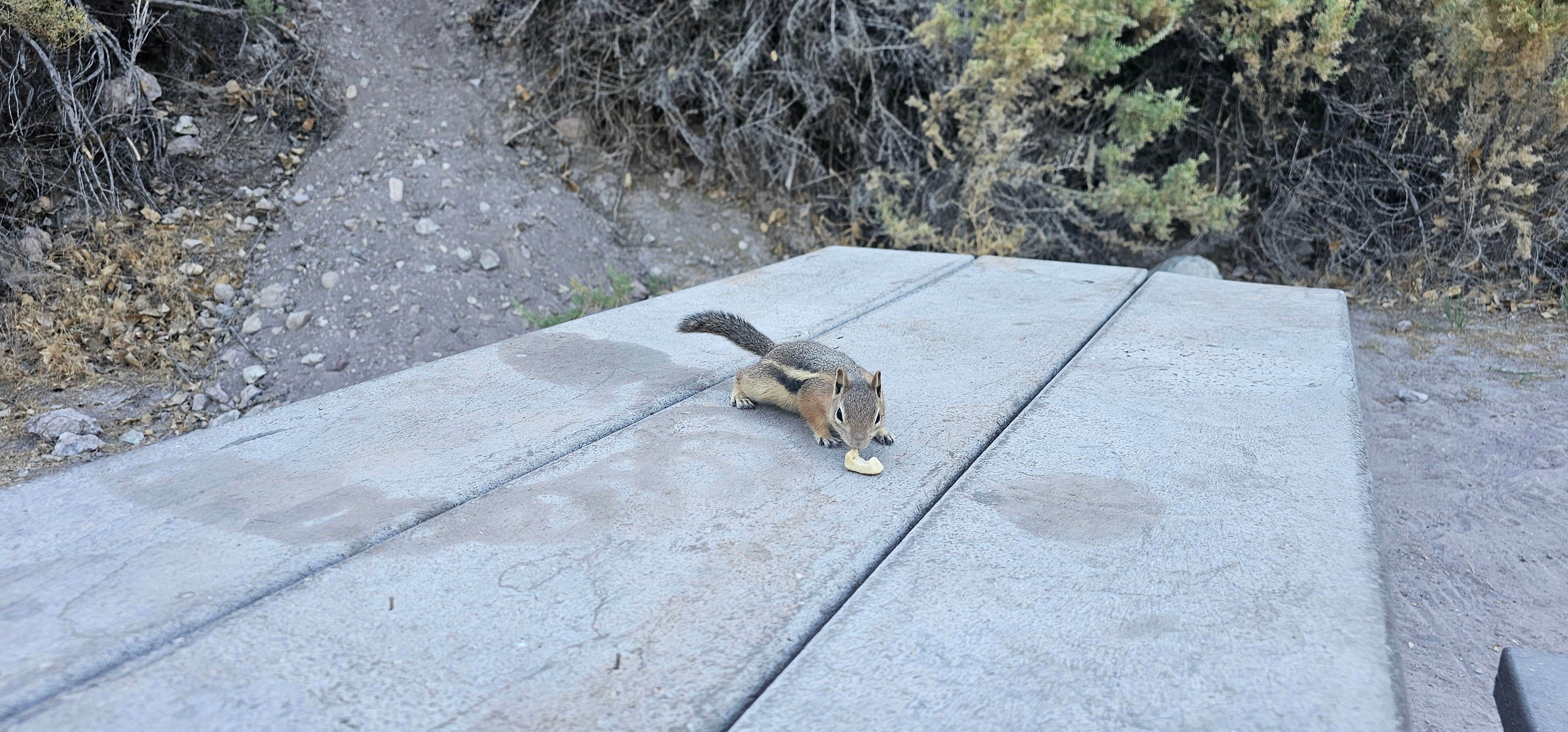 johny R.'s photo of camping with pets at Green River Campground — Dinosaur National Monument near Dinosaur National Monument
