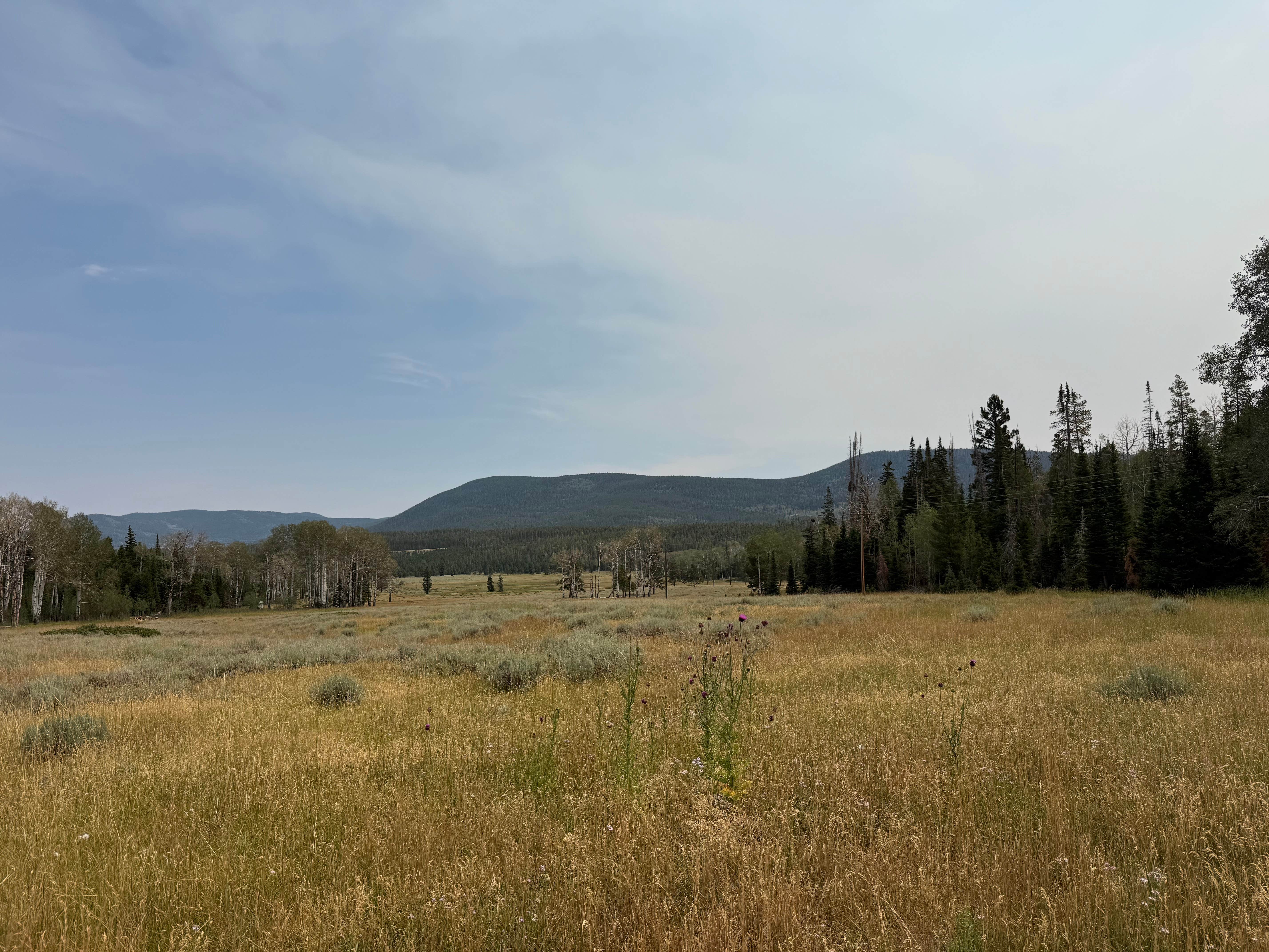 Camper-submitted photo at Grizzly Ridge Meadow Dispersed Area near Ashley National Forest