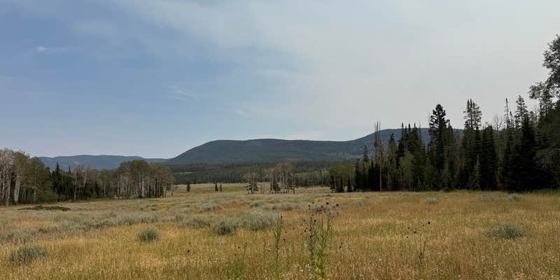 Camper submitted image from Grizzly Ridge Meadow Dispersed Area