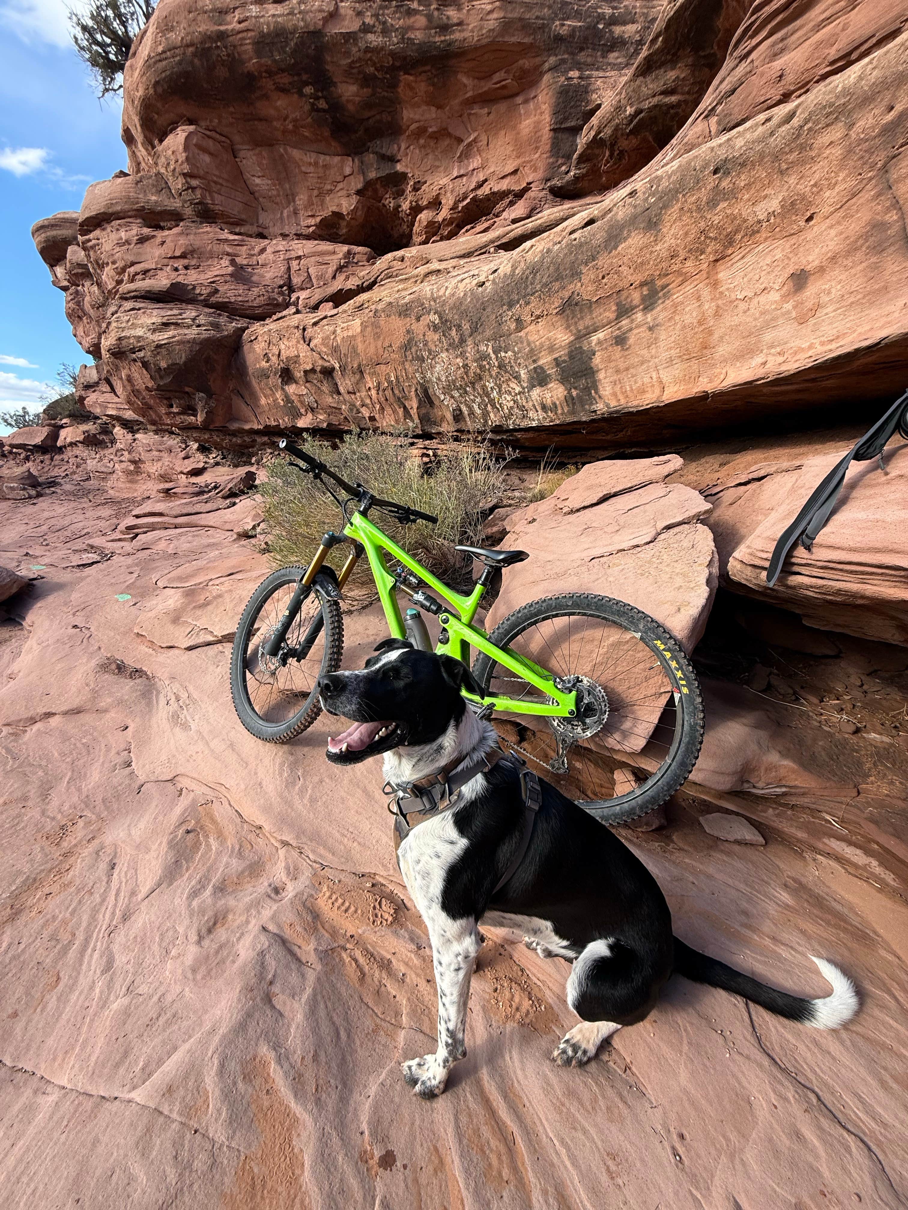 David N.'s photo of camping with pets at Horsethief Campground near Canyonlands National Park