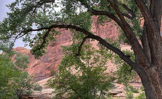fiona H.'s photo of tent camping at BLM Jaycee Park near Castle Valley, UT