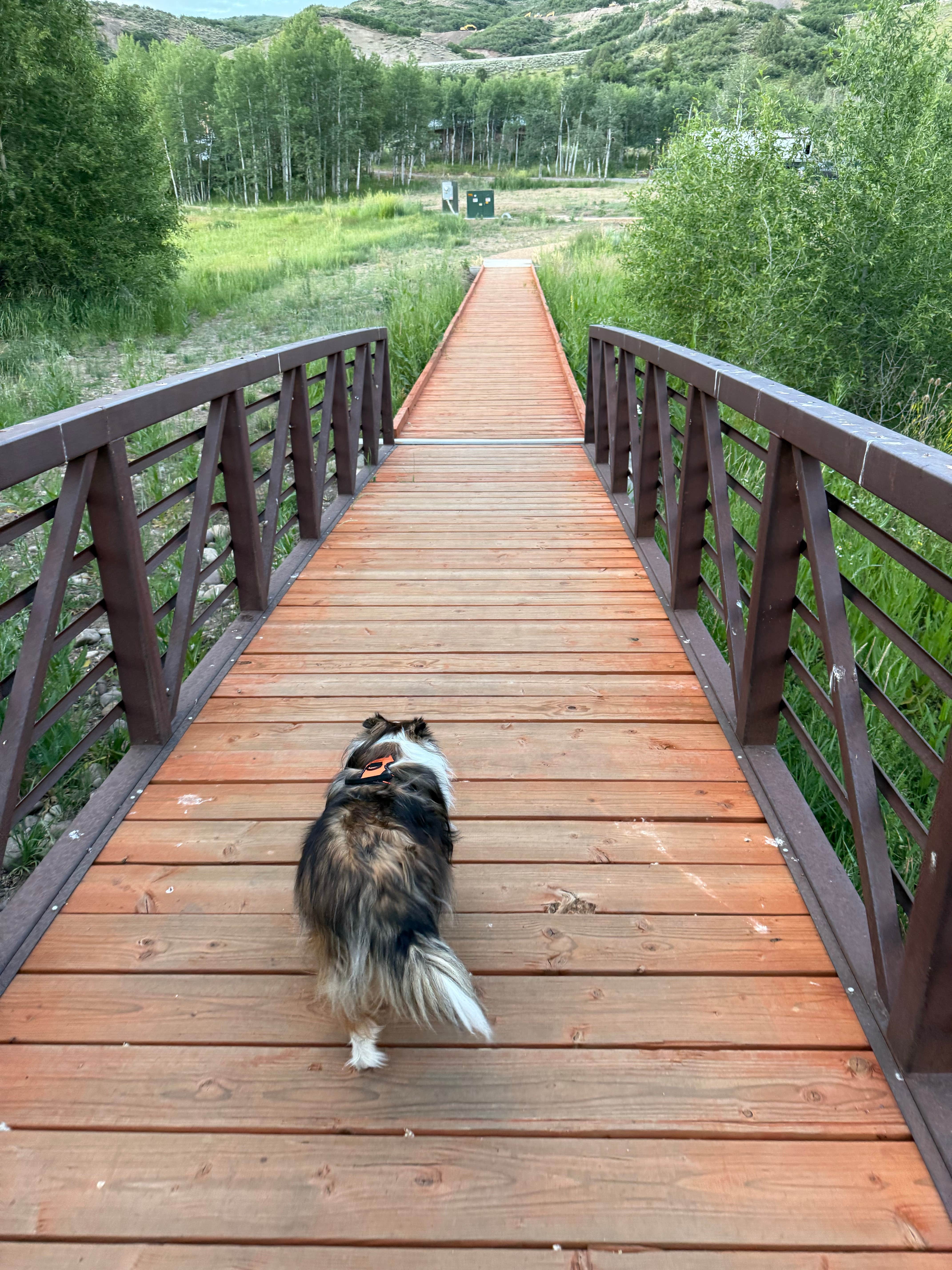 Jon M.'s photo of camping with pets at Rock Cliff Area Campground — Jordanelle State Park near Heber, UT