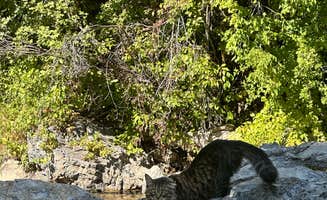Claire L.'s photo of camping with pets at Little Mill near Magna, UT