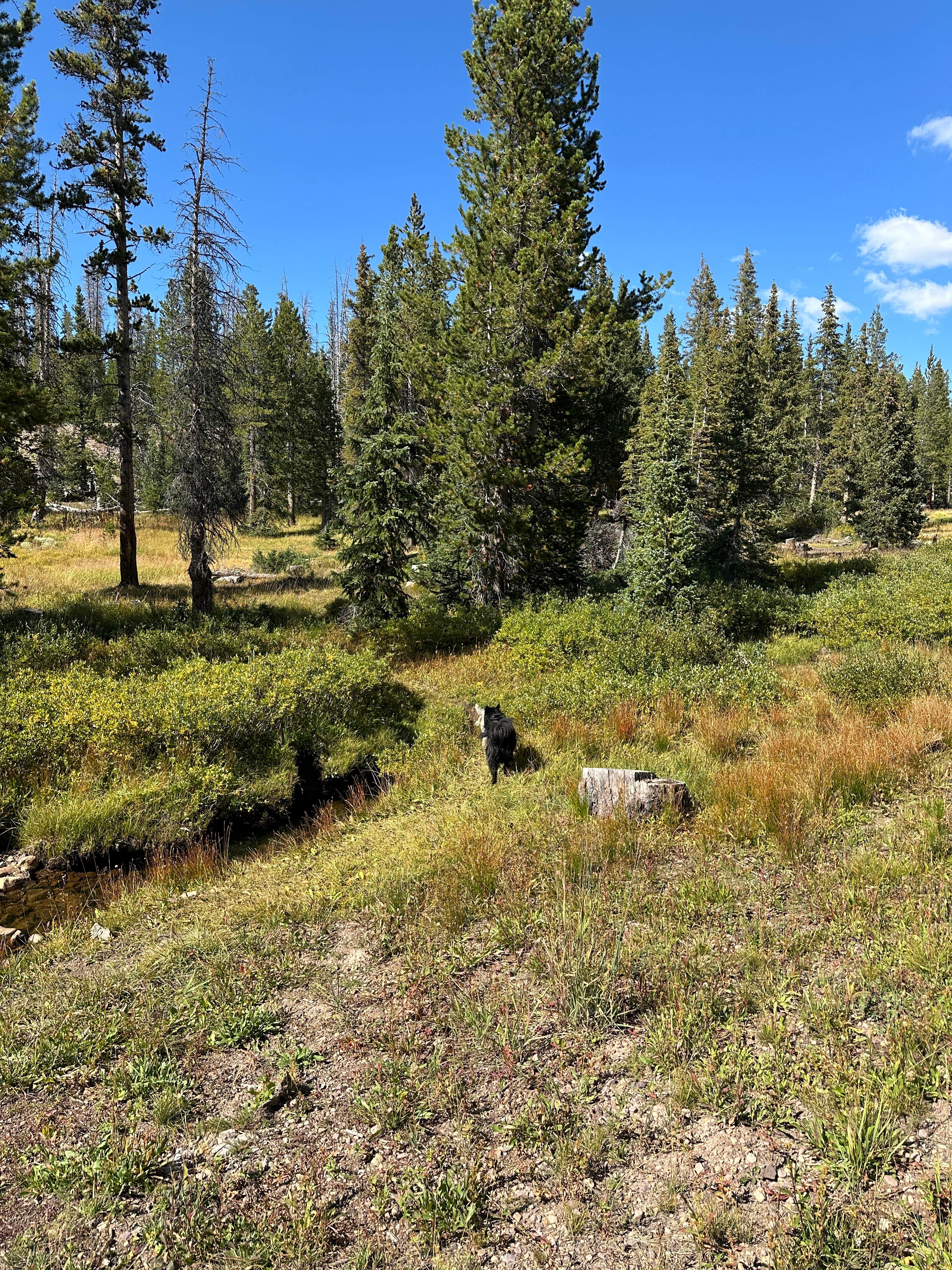 Casey M.'s photo of camping with pets at Lost Creek Campground near Hanna, UT