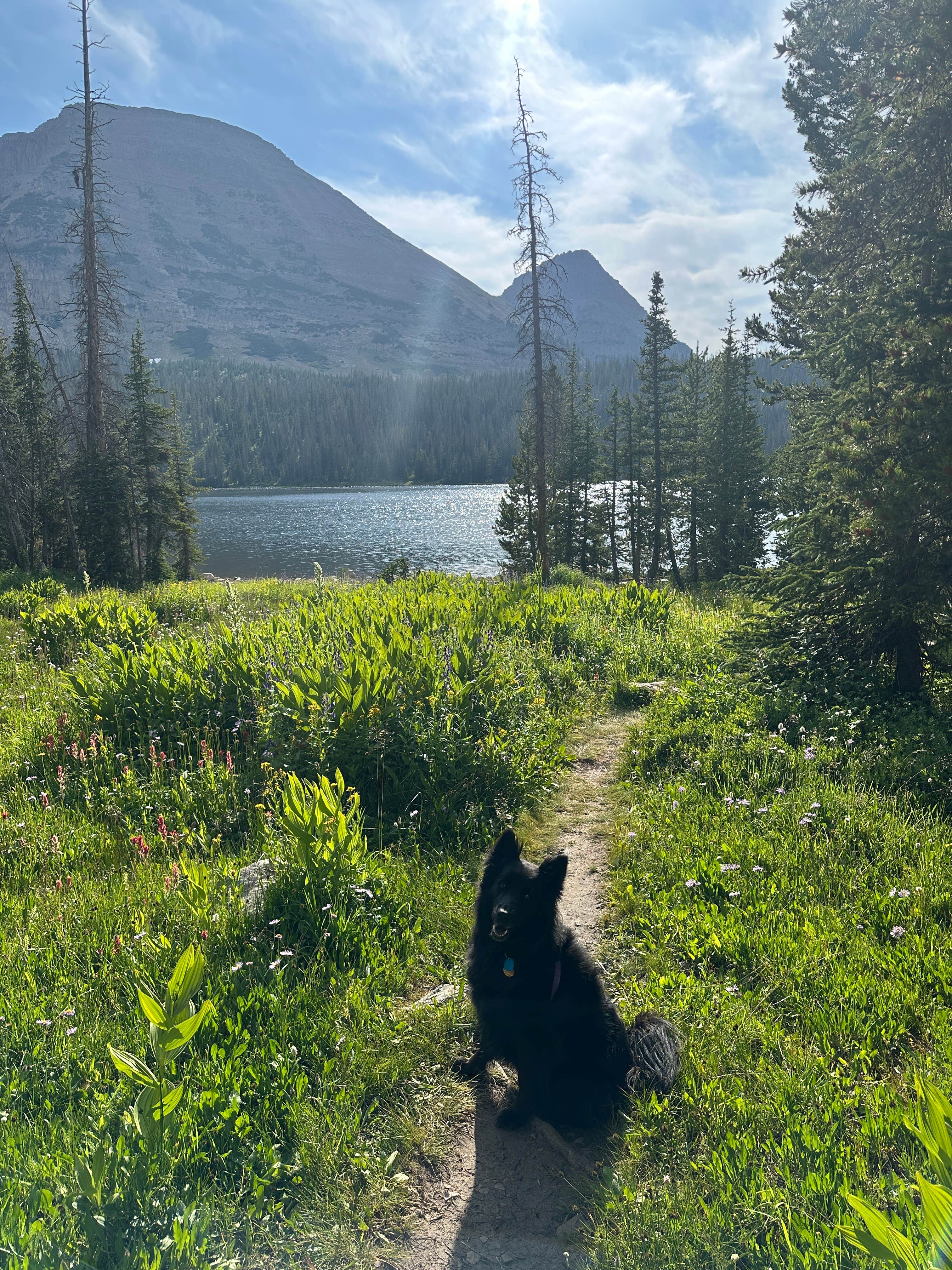 Casey M.'s photo of camping with pets at Mirror Lake - Uinta Wasatch Cache National Forest near Altamont, UT