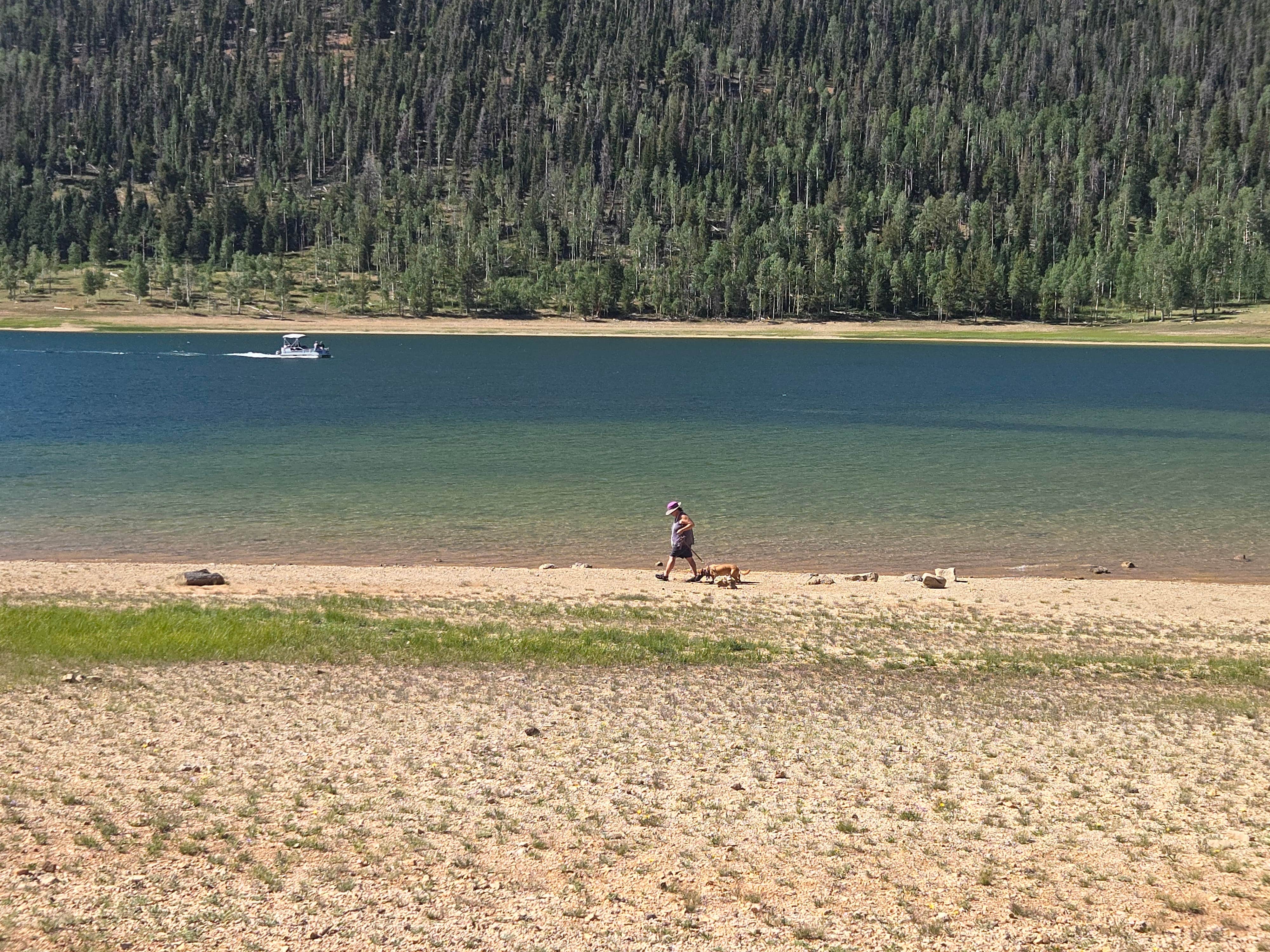 mark F.'s photo of camping with pets at Navajo Lake Campground near Cedar City, UT