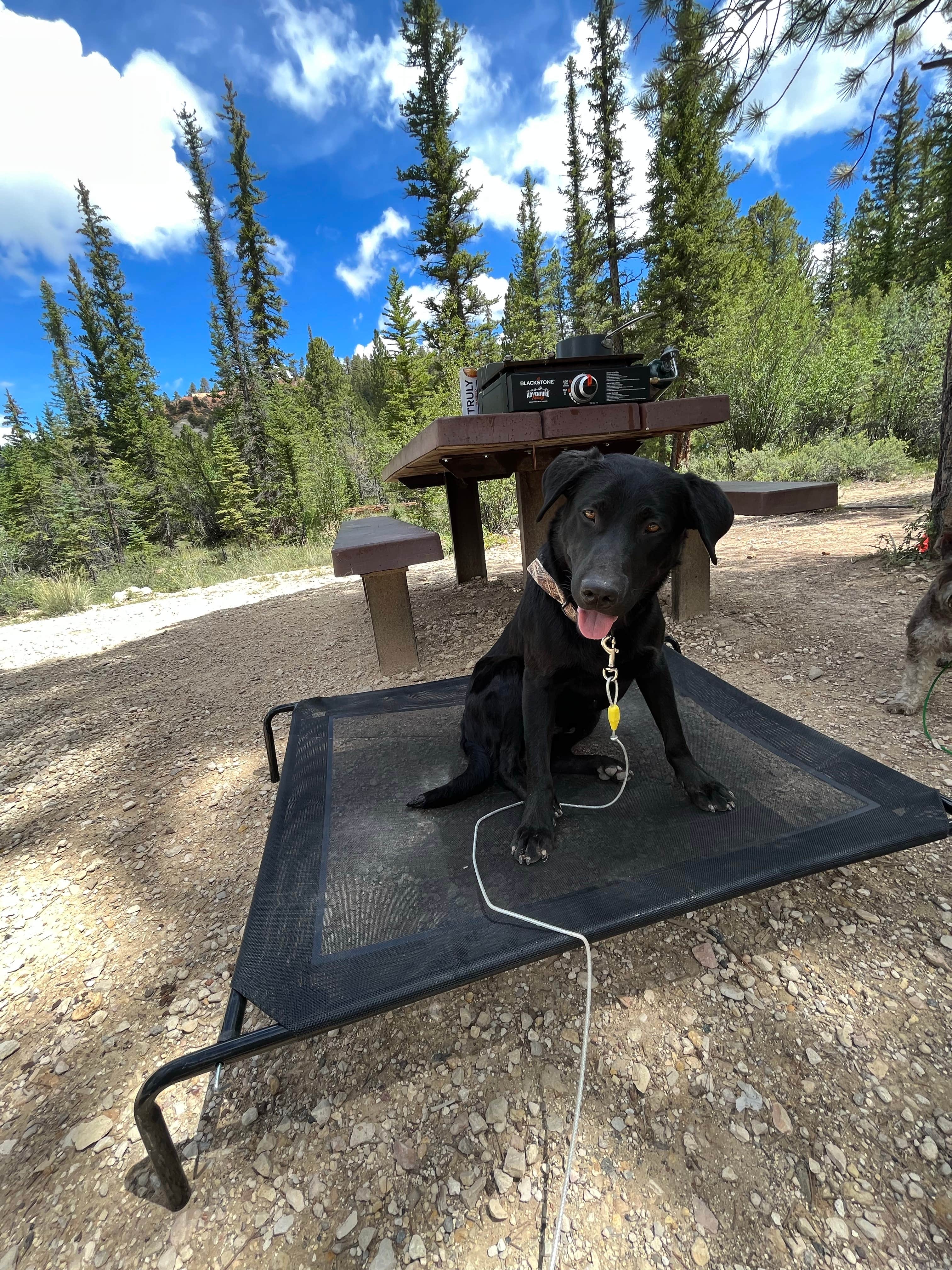 Ty G.'s photo of camping with pets at Pine Lake Campground near Escalante, UT
