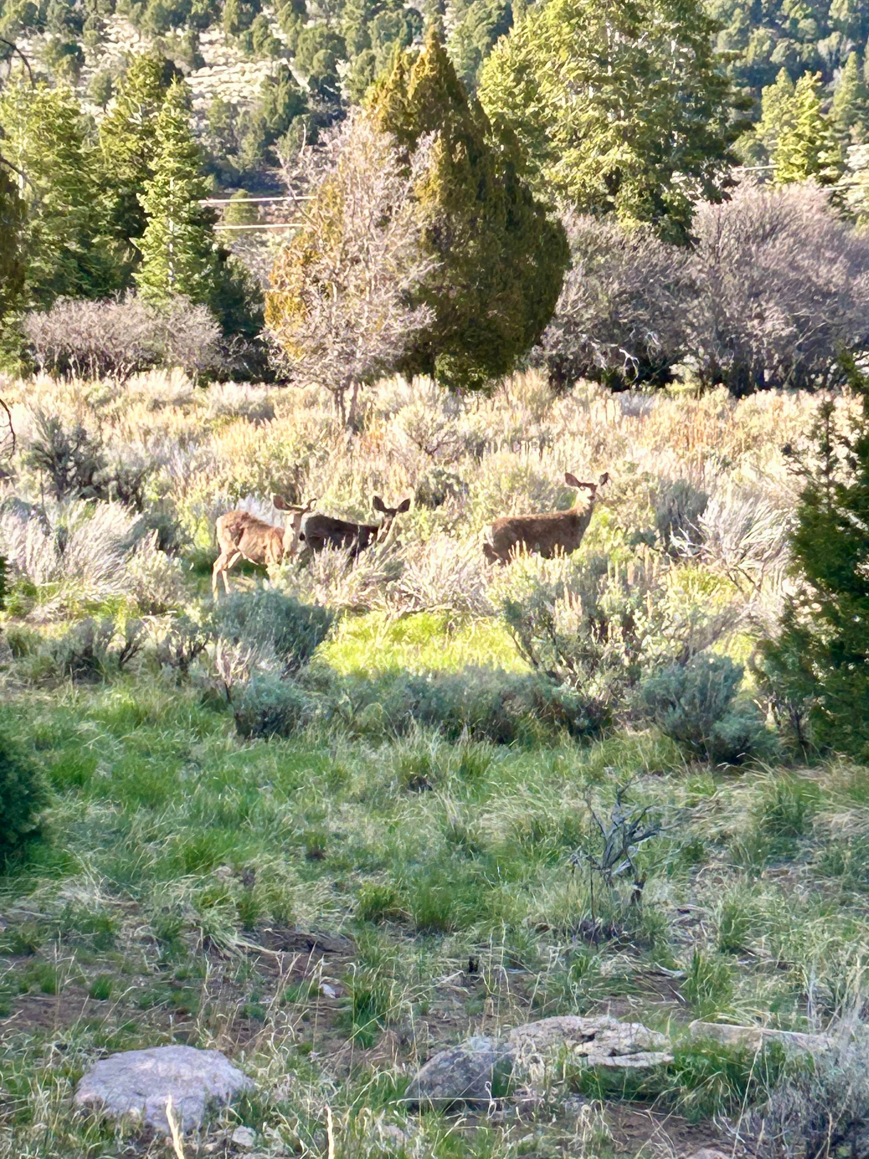 Camping near Mitt Moody Campground: Dean Gardner Campground, Pine Valley, Utah