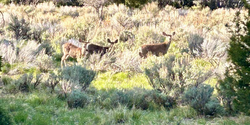 Camper submitted image from Dean Gardner Campground