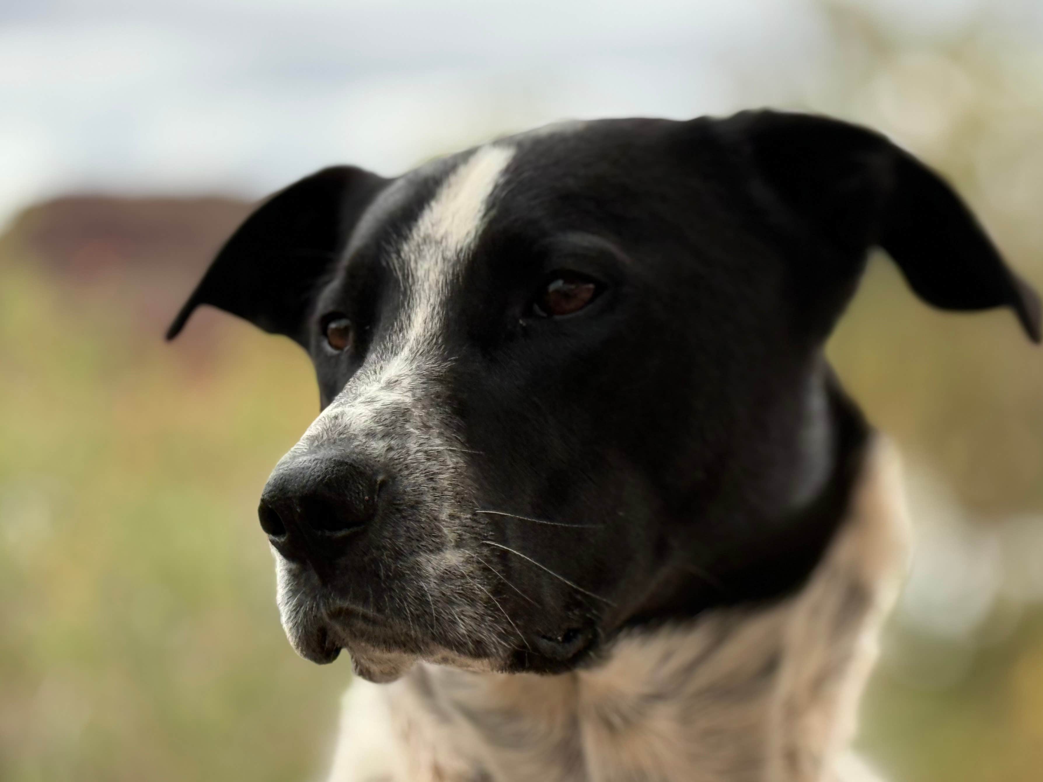 David N.'s photo of camping with pets at Quail Creek State Park Campground near St. George, UT