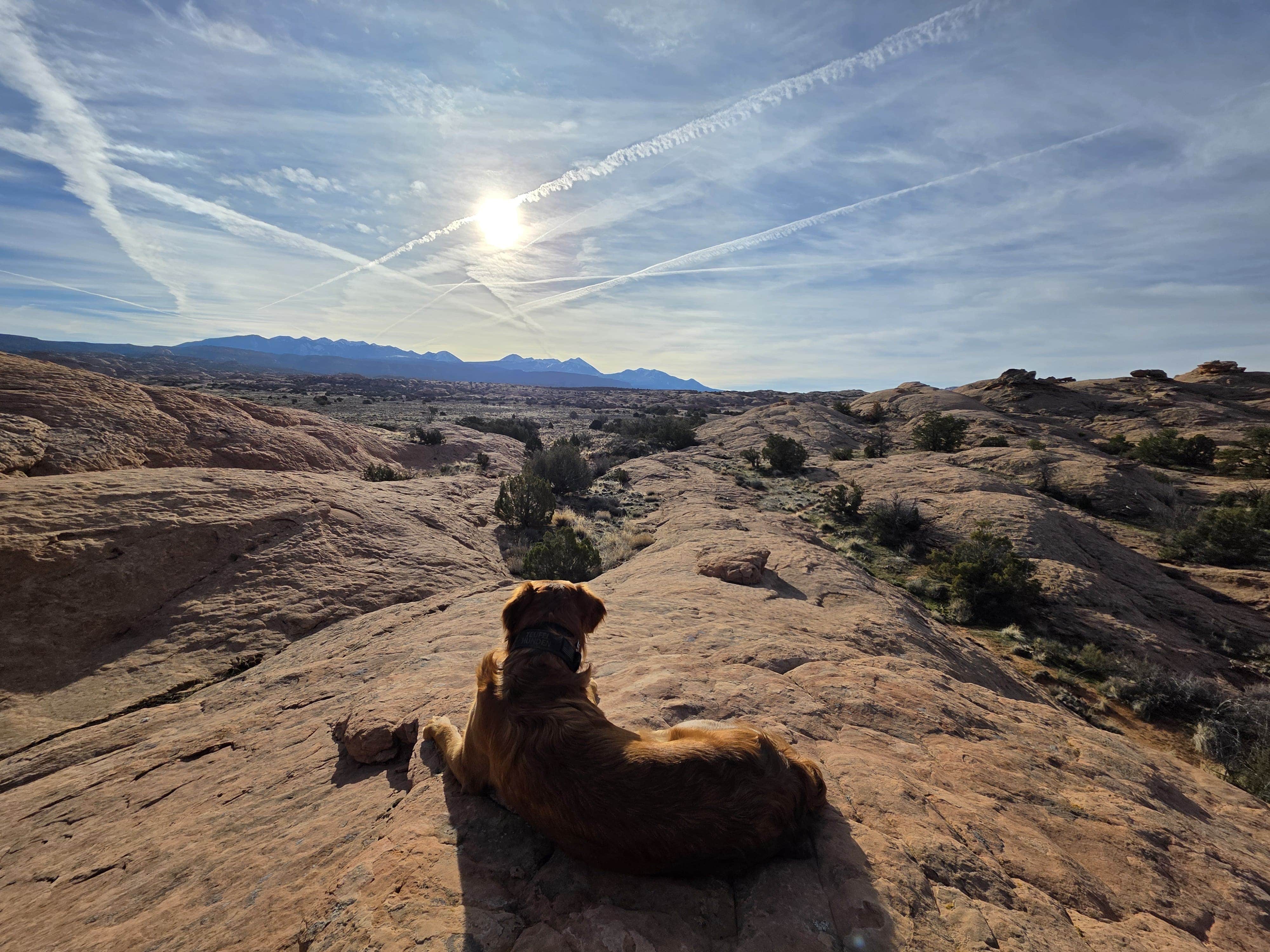 Matthew W.'s photo of camping with pets at Sand Flats Recreation Area near Arches National Park