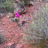 Review photo of Snow Canyon State Park Campground by micah , May 27, 2024