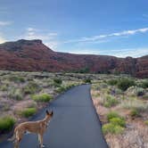 Review photo of Snow Canyon State Park Campground by micah , May 27, 2024