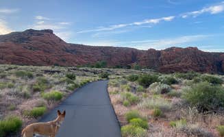 micah's photo of camping with pets at Snow Canyon State Park Campground near Enterprise, UT