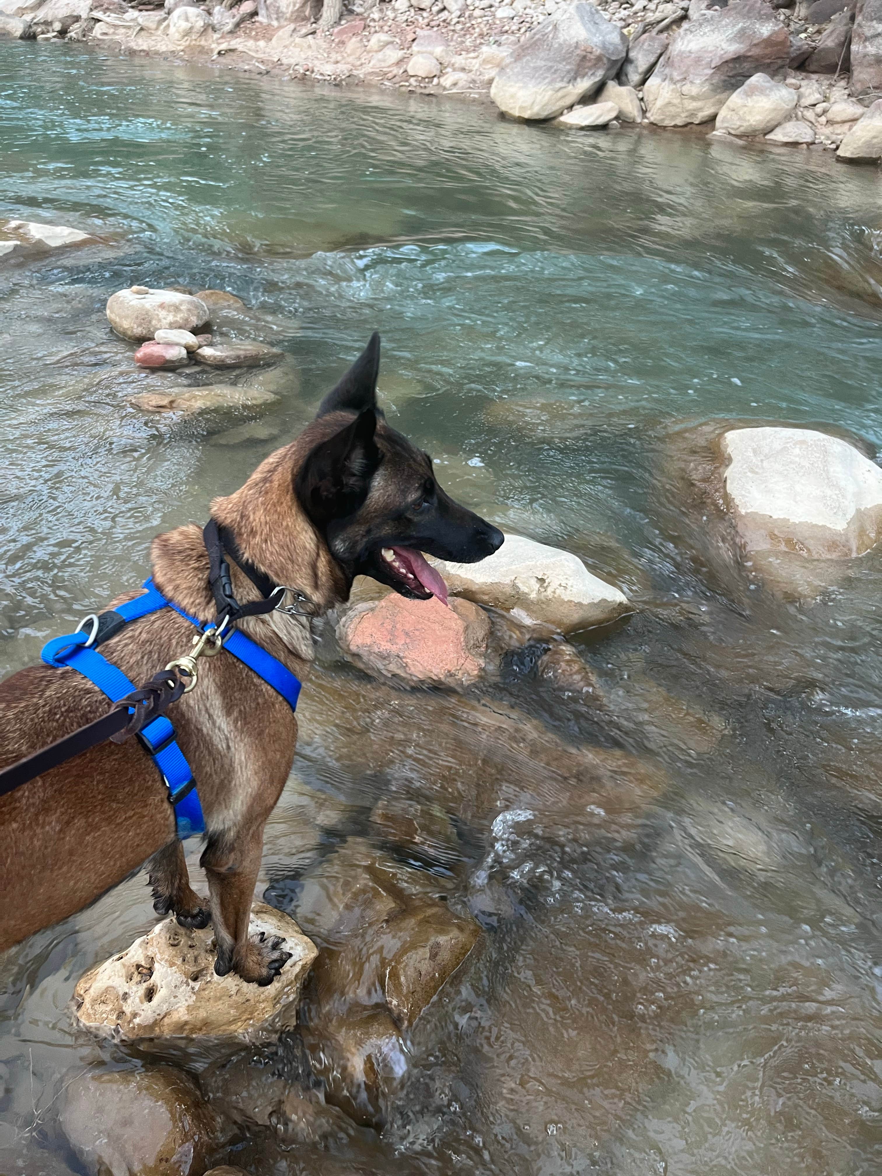 Lysek L.'s photo of camping with pets at South Campground — Zion National Park in Utah