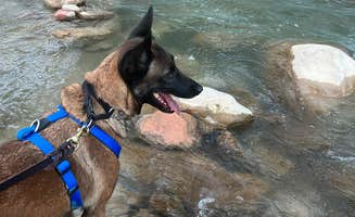 Lysek L.'s photo of camping with pets at South Campground — Zion National Park near Zion National Park
