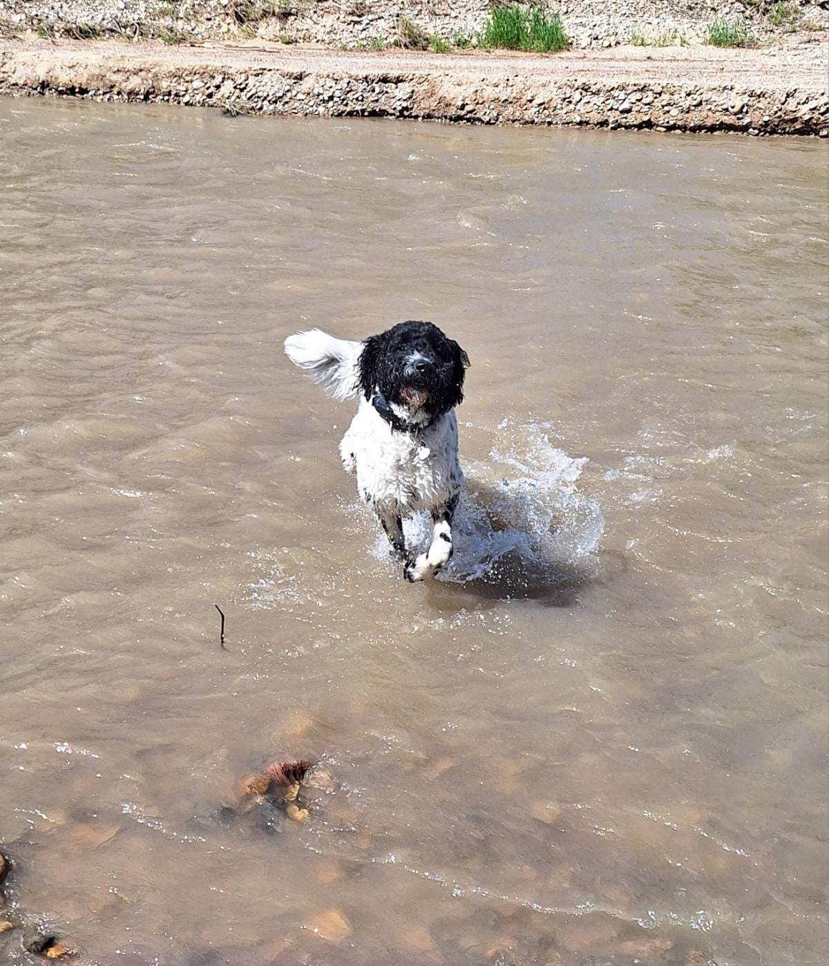 Michael L N.'s photo of camping with pets at Spanish Fork River Park near Payson, UT