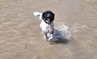 Michael L N.'s photo of camping with pets at Spanish Fork River Park near Santaquin, UT
