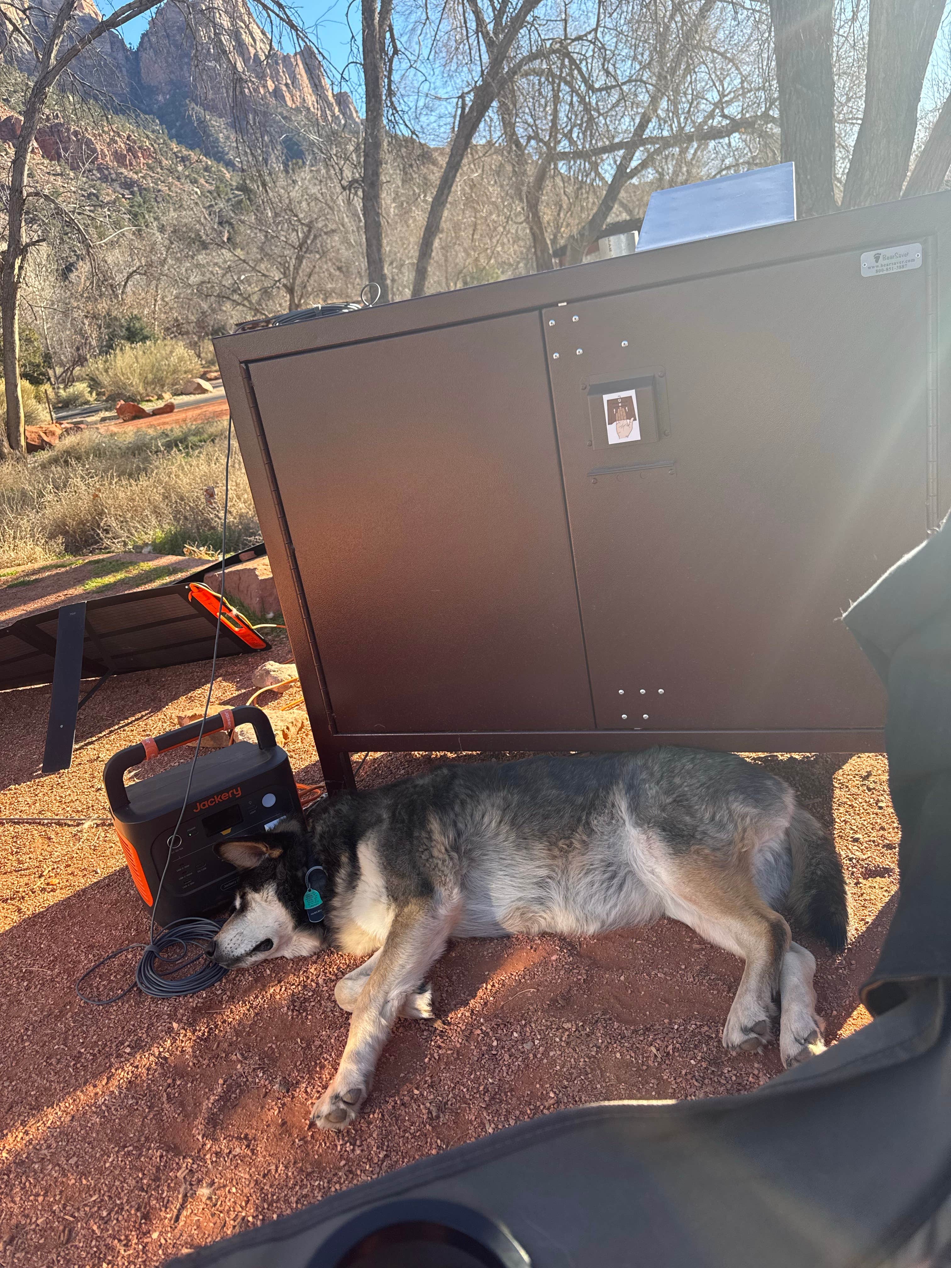 Cable A.'s photo of camping with pets at Watchman Campground — Zion National Park near New Harmony, UT