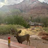 Review photo of Watchman Campground — Zion National Park by Maddy T., September 30, 2024