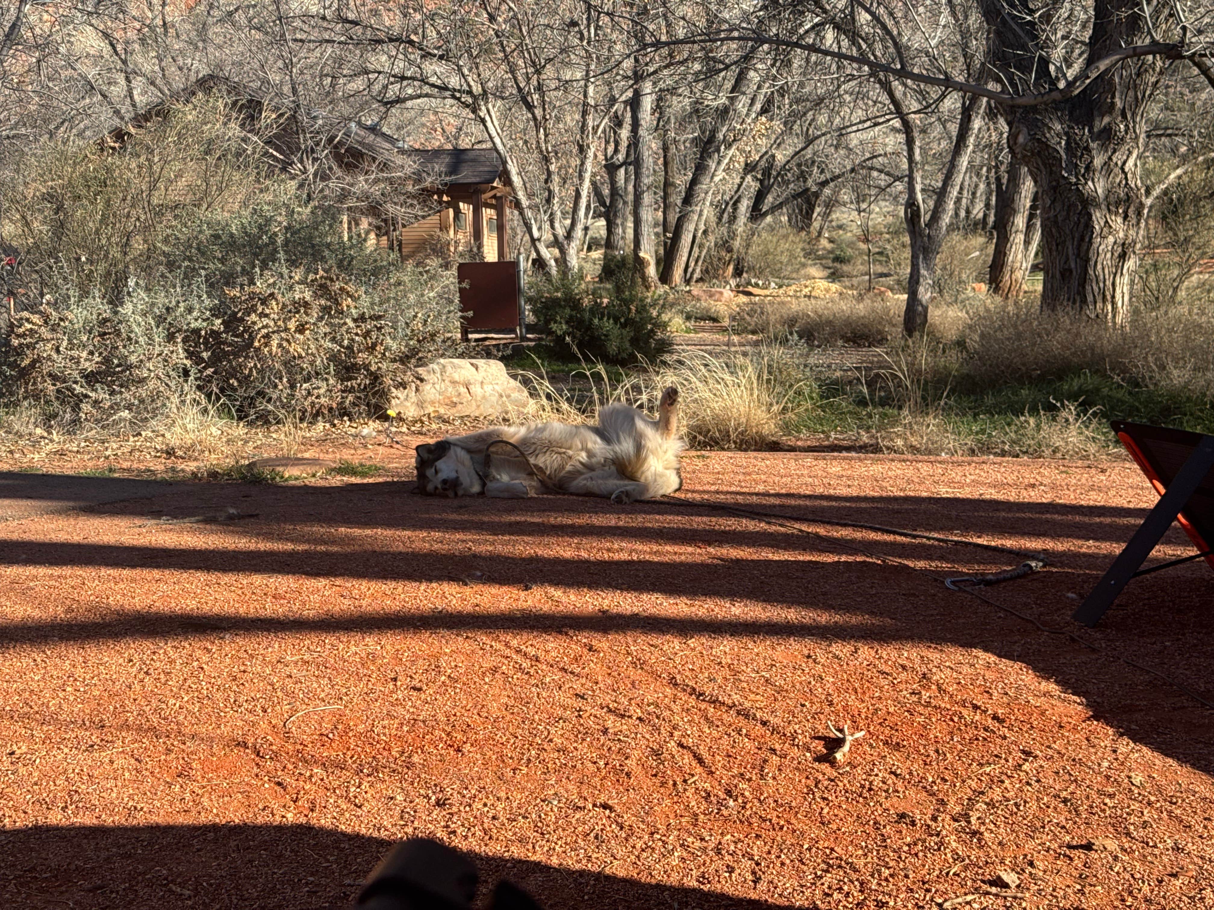 Cable A.'s photo of camping with pets at Watchman Campground — Zion National Park in Utah