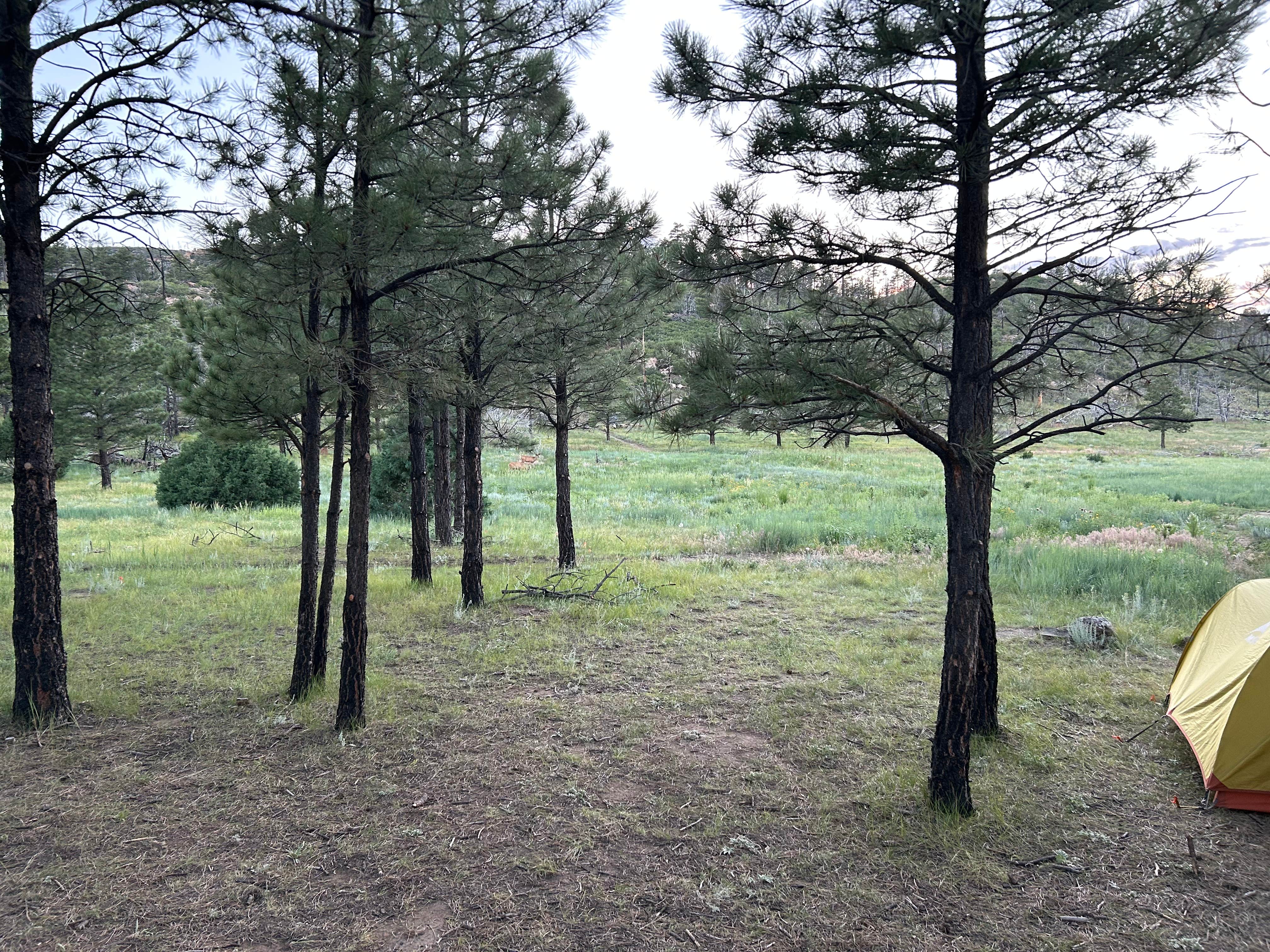 Daniel E.'s photo at Vaca near Raton, NM