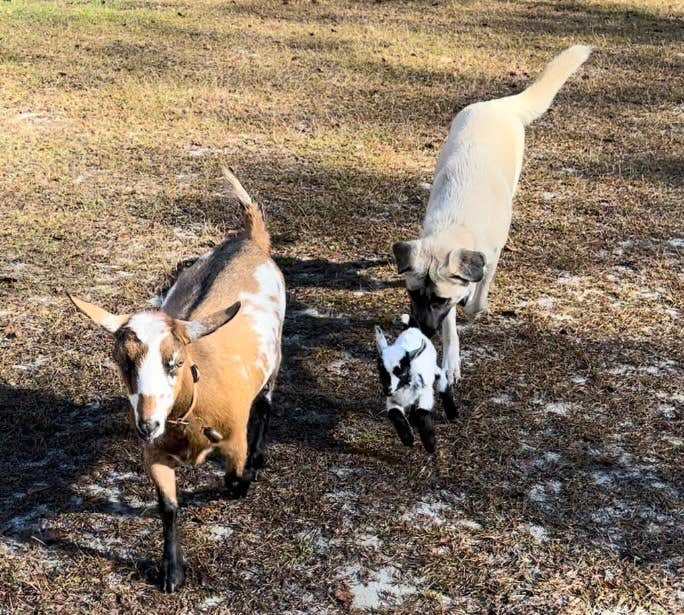 Yvette B.'s photo of camping with pets at Valhalla Estate Farm near Fleming Island, FL