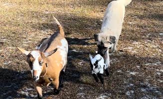 Yvette B.'s photo of camping with pets at Valhalla Estate Farm near Lake Butler, FL