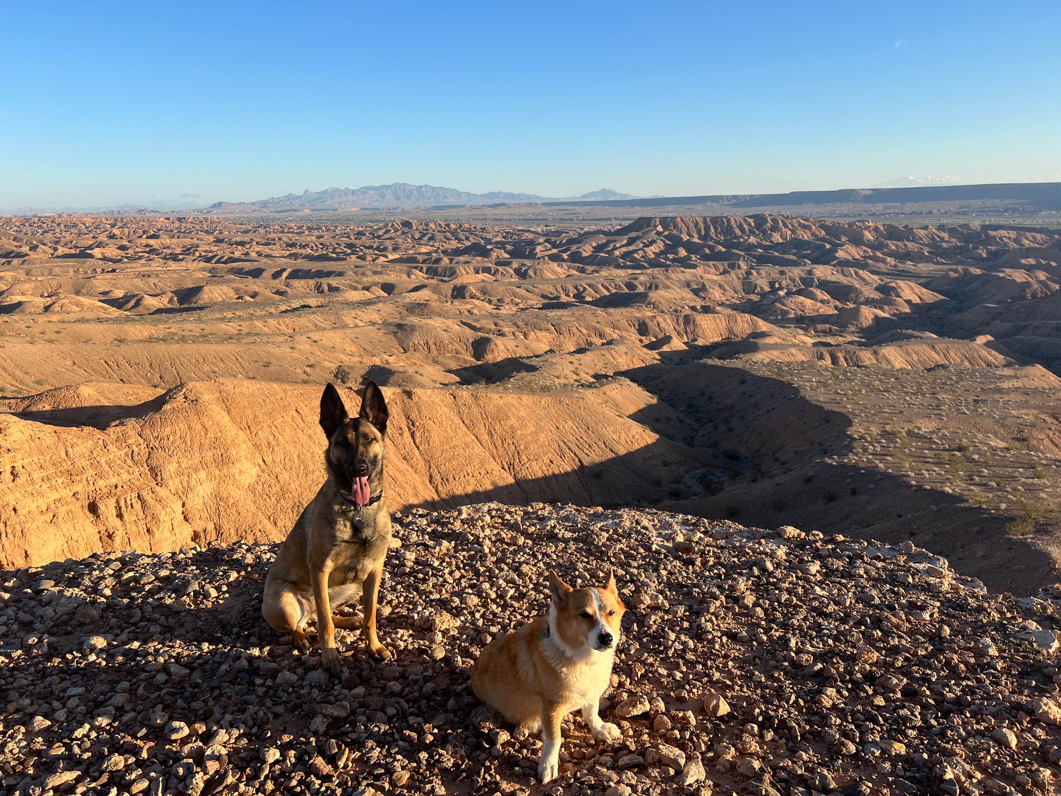 Erin A.'s photo of camping with pets at Snowbird Mesa near Mesquite, NV