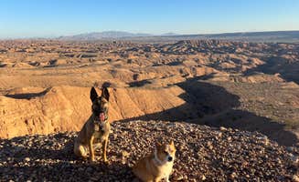 Erin A.'s photo of camping with pets at Snowbird Mesa near Mesquite, NV