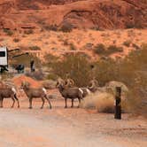 Review photo of Atlatl Rock Campground — Valley of Fire State Park by Cindy V., January 22, 2024