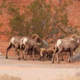 Review photo of Atlatl Rock Campground — Valley of Fire State Park by Cindy V., January 22, 2024