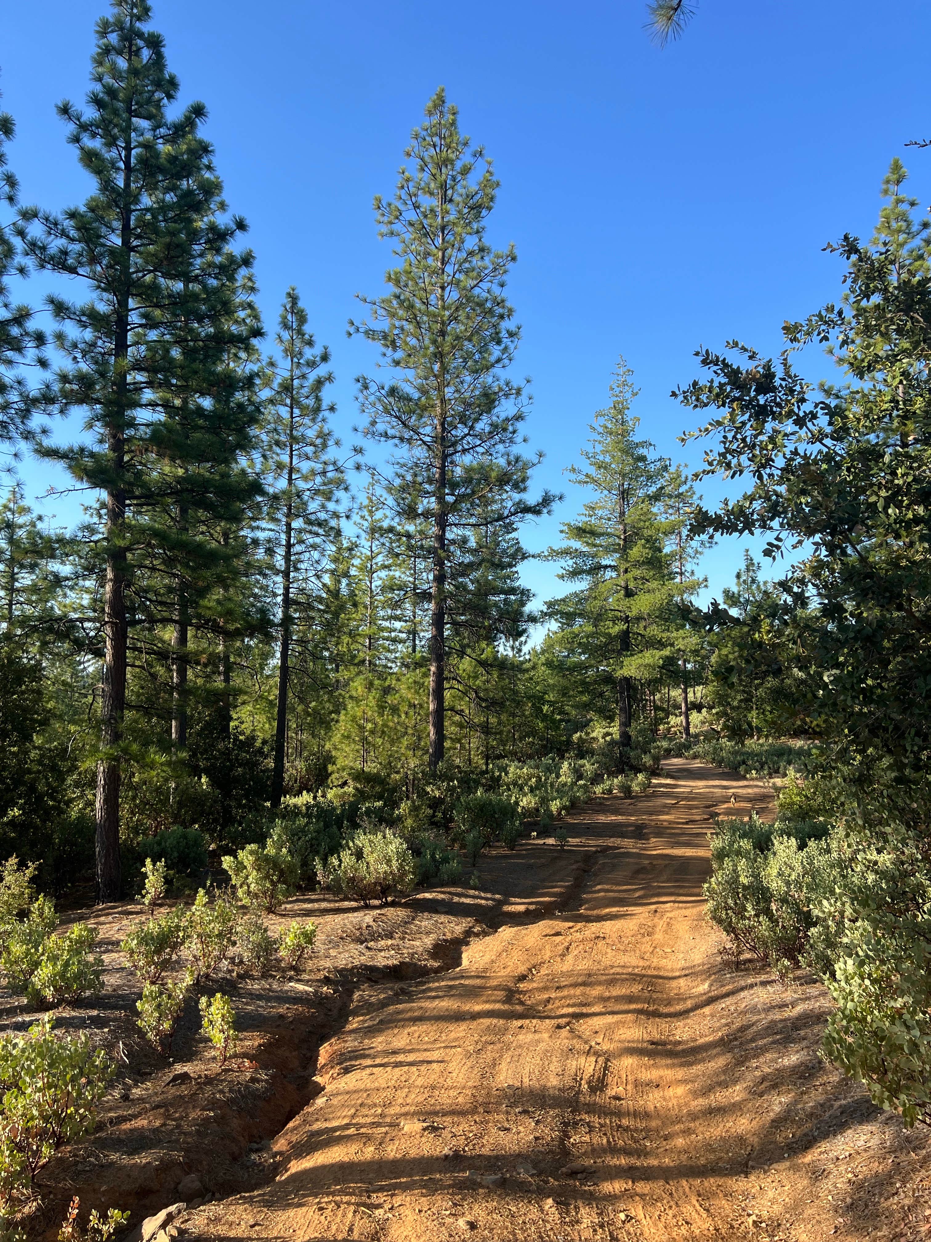 Camper submitted image from Van Haven Dispersed Site Yosemite - 3