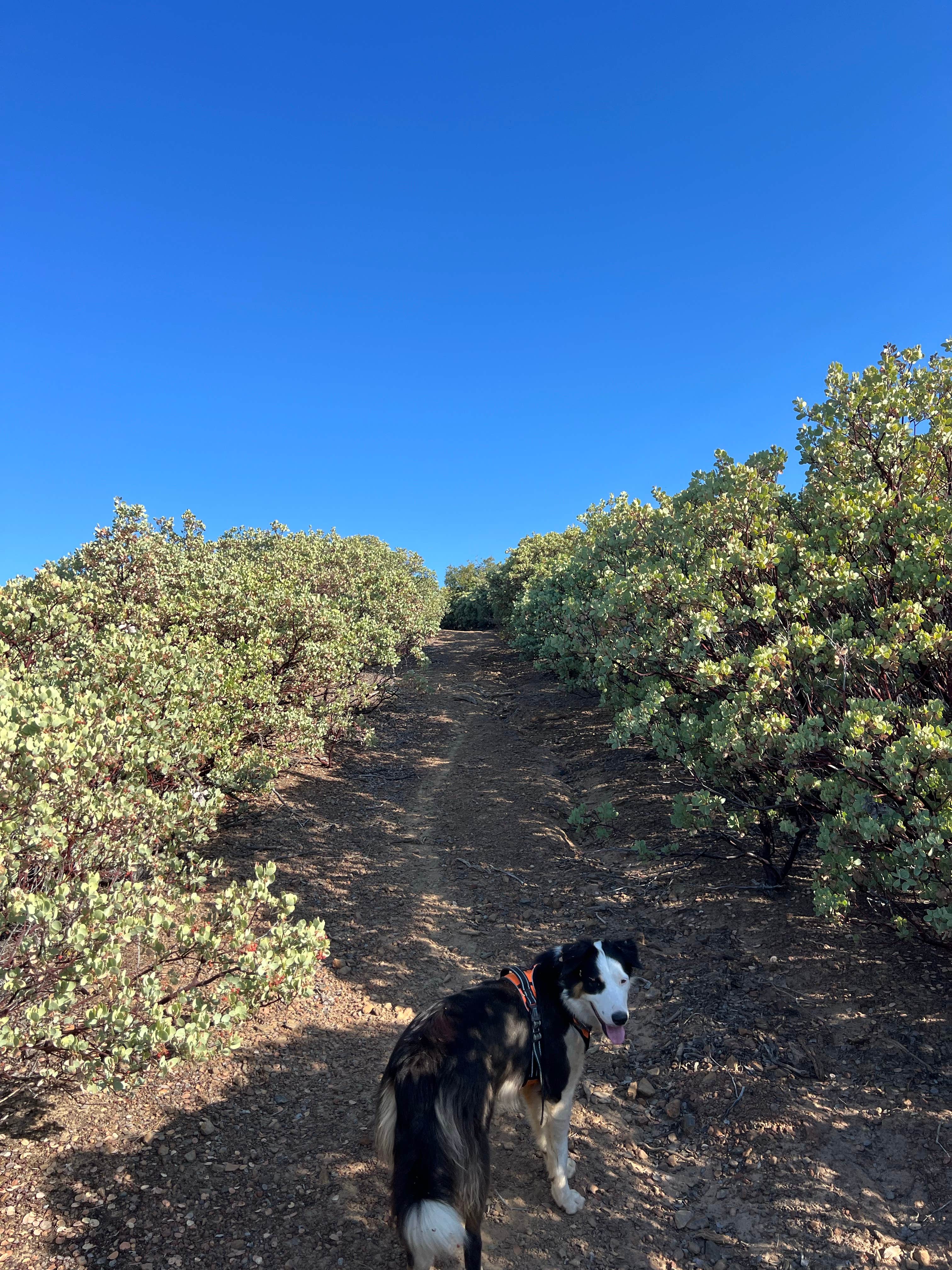 Mark L.'s photo of camping with pets at Van Haven Dispersed Site Yosemite near Eastman Lake
