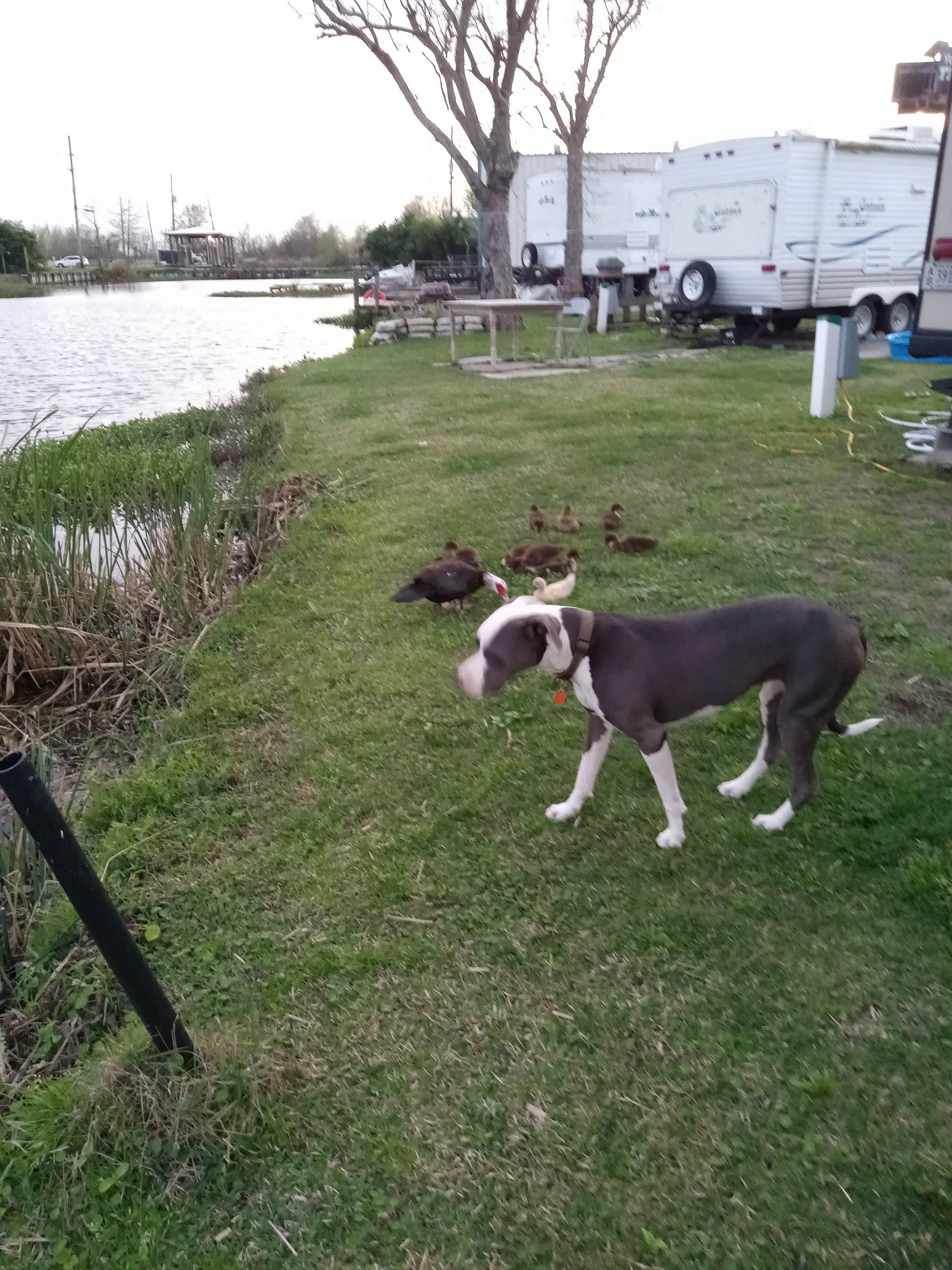 Talicia V.'s photo of rv camping at Vanacor's RV Campground & Apts near Lockport, LA