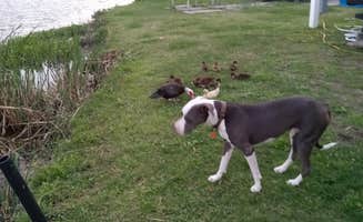 Talicia V.'s photo of camping with pets at Vanacor's RV Campground & Apts near Prairieville, LA