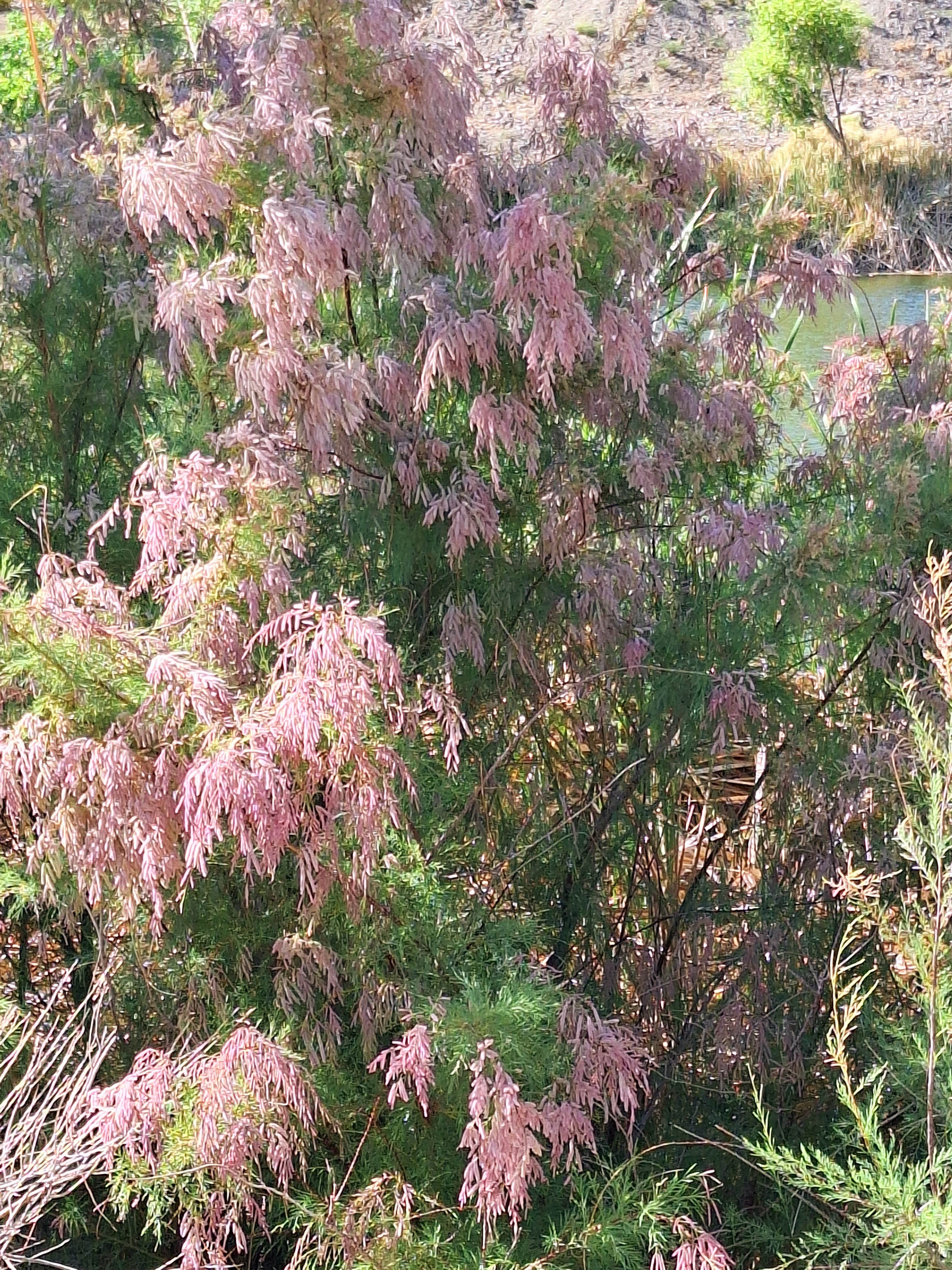 Camper-submitted photo at Vanderbilt Pond Road near Beatty, NV