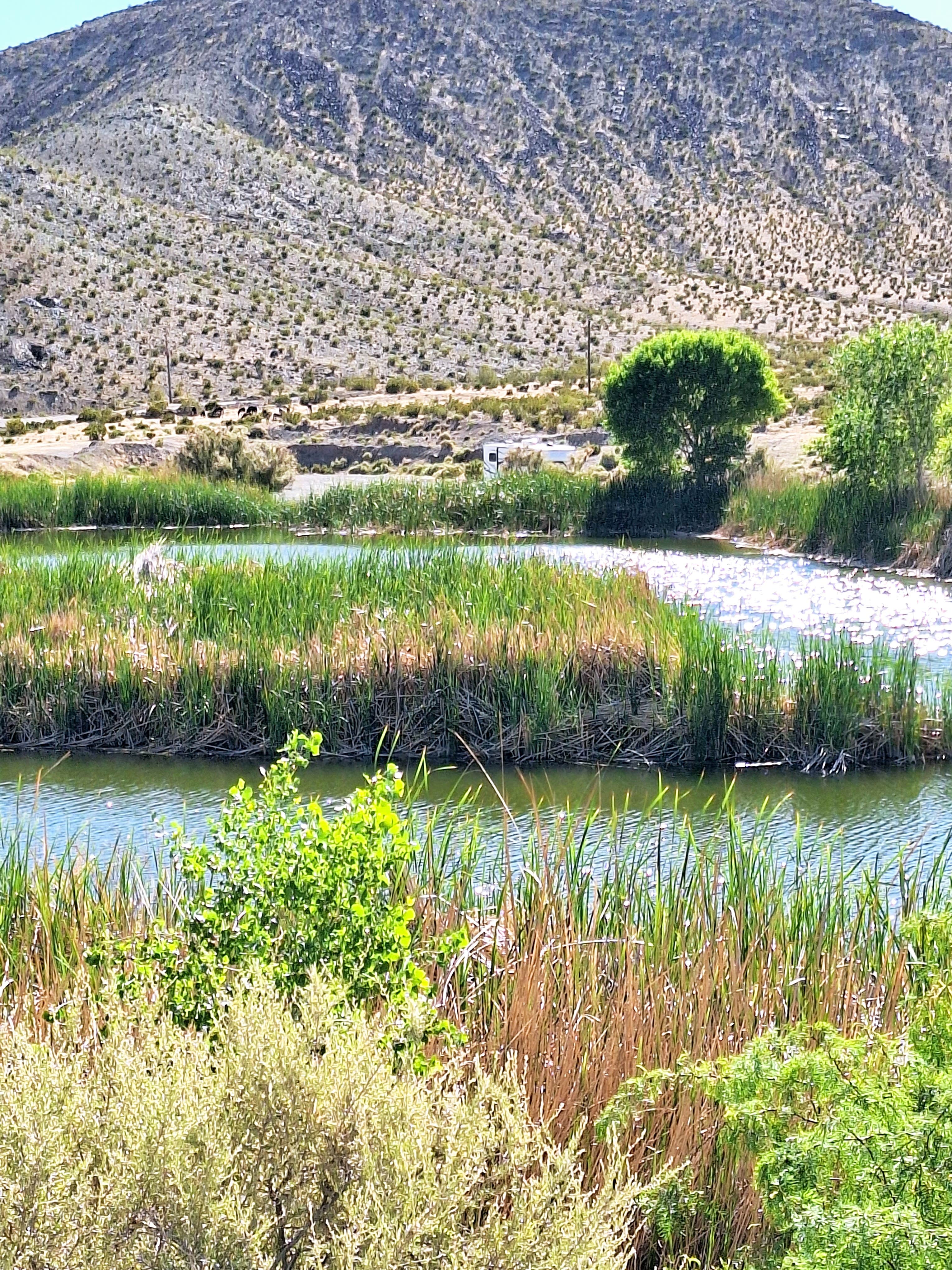 Letha F.'s photo of a dispersed camping area at Vanderbilt Pond Road near Death Valley National Park