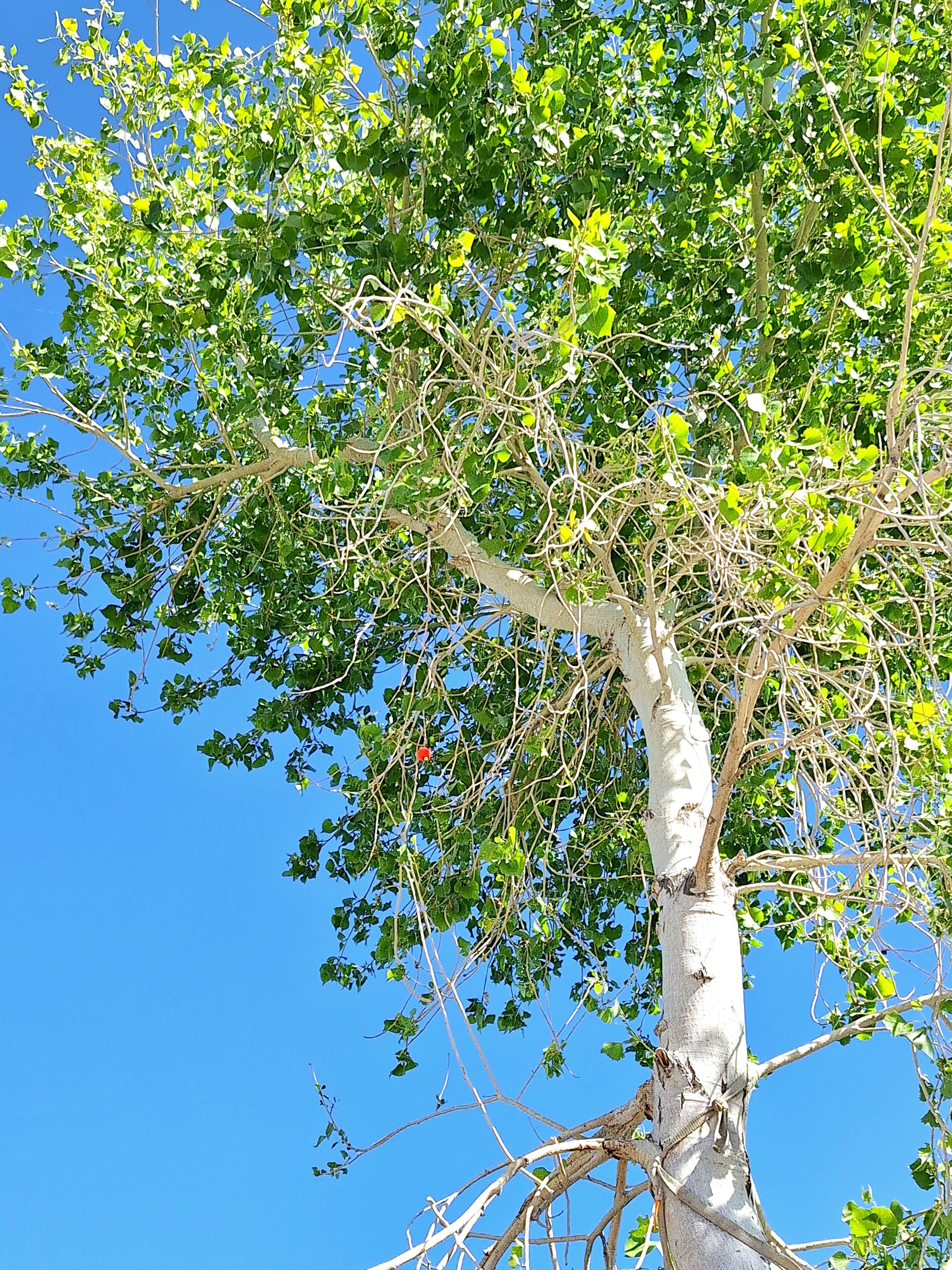 Camper-submitted photo at Vanderbilt Pond Road near Beatty, NV