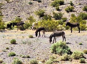 Vanderbilt Pond Road