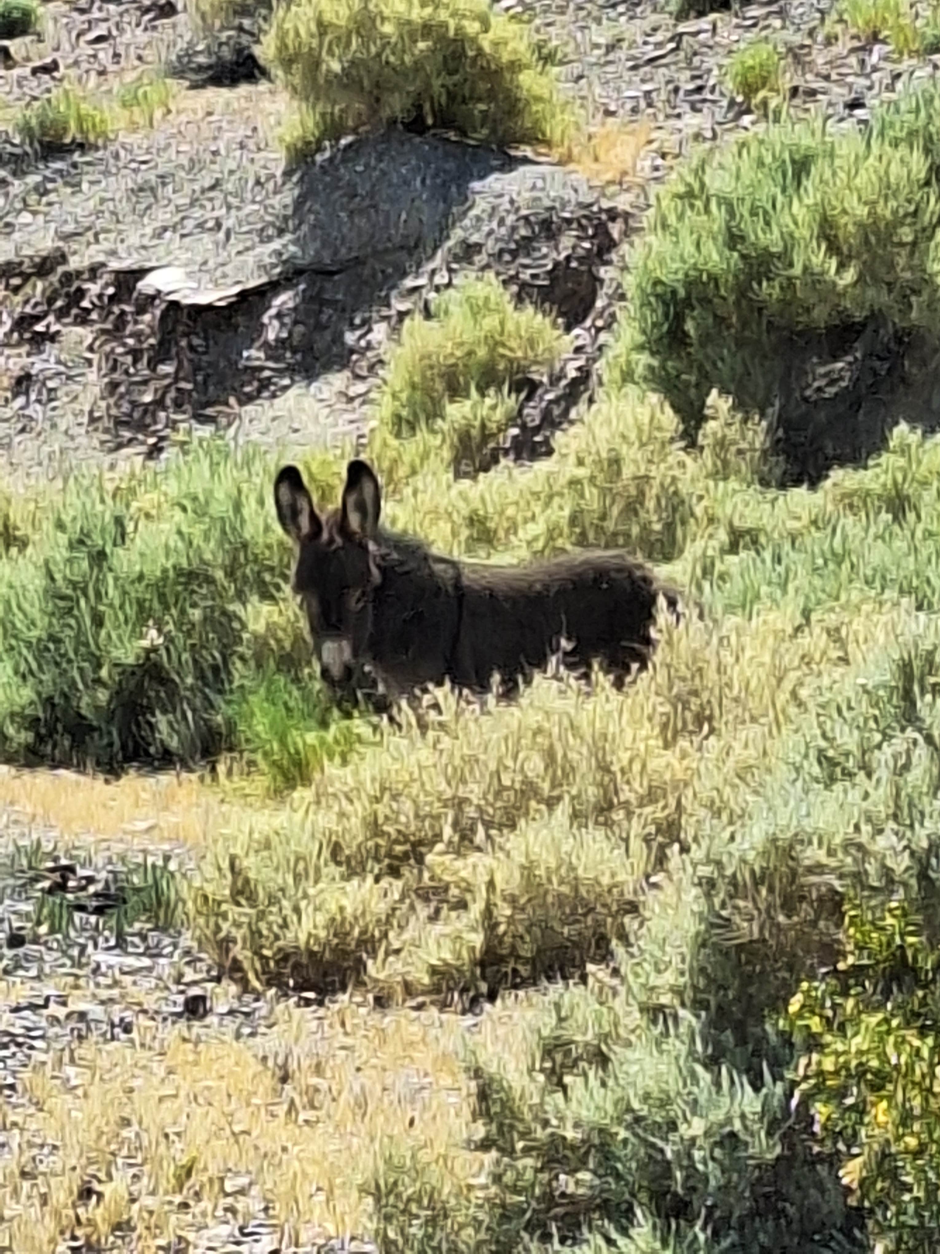 Letha F.'s photo of camping with pets at Vanderbilt Pond Road near Beatty, NV