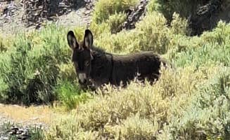 Letha F.'s photo of camping with pets at Vanderbilt Pond Road near Death Valley National Park