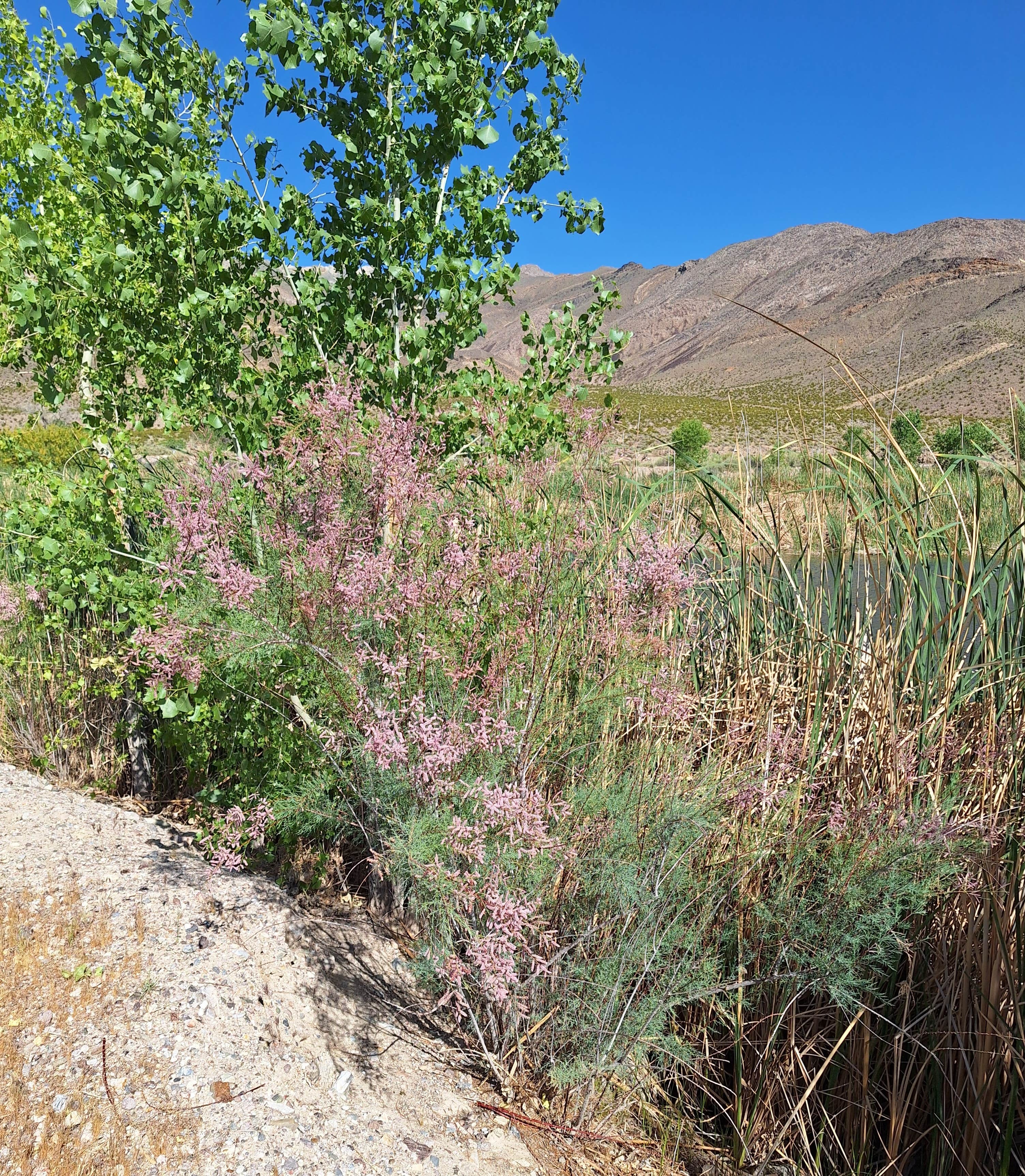 Camper-submitted photo at Vanderbilt Pond Road near Beatty, NV