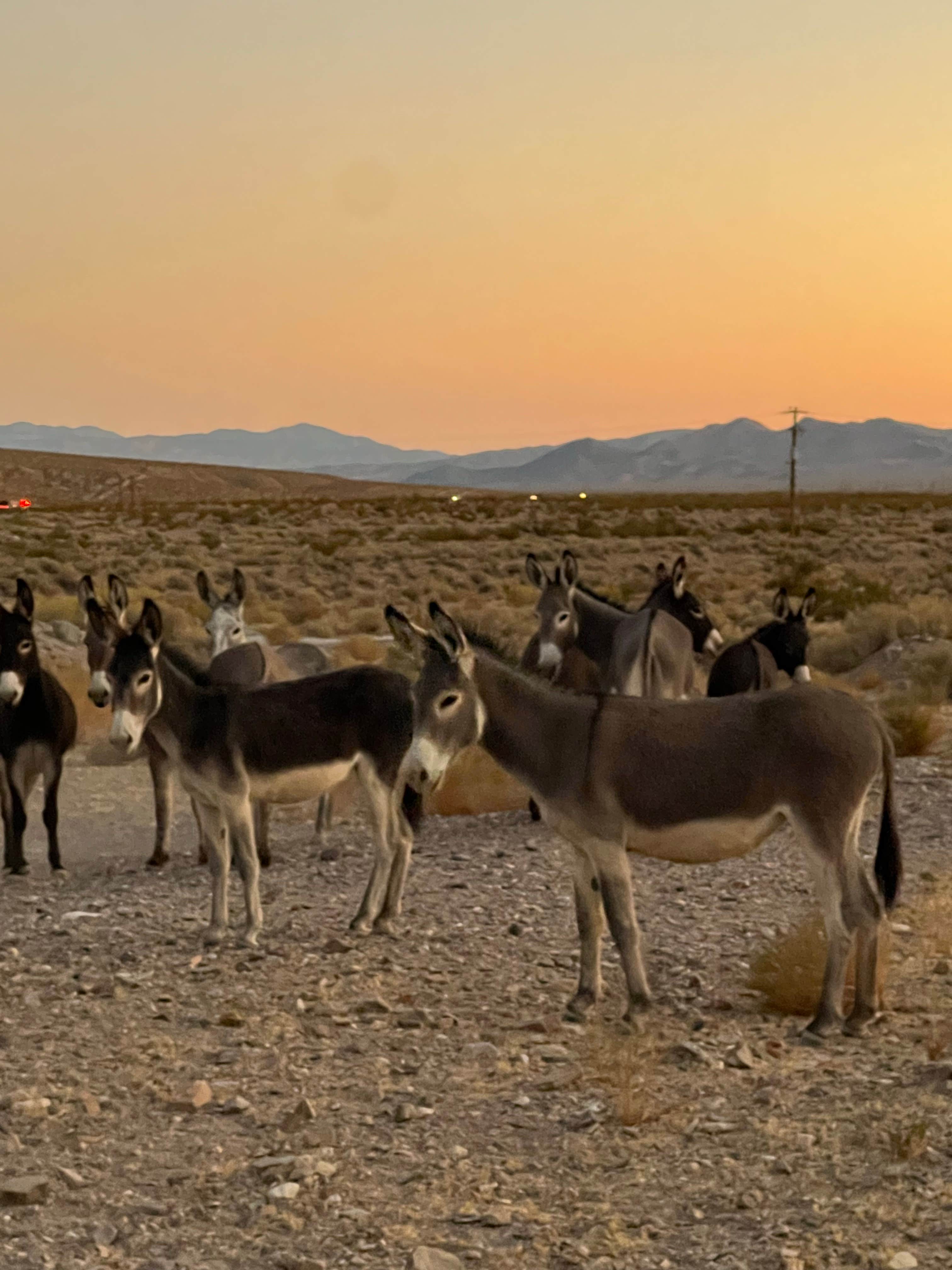 Camper-submitted photo at Vanderbilt Rd. Dispersed near Beatty, NV