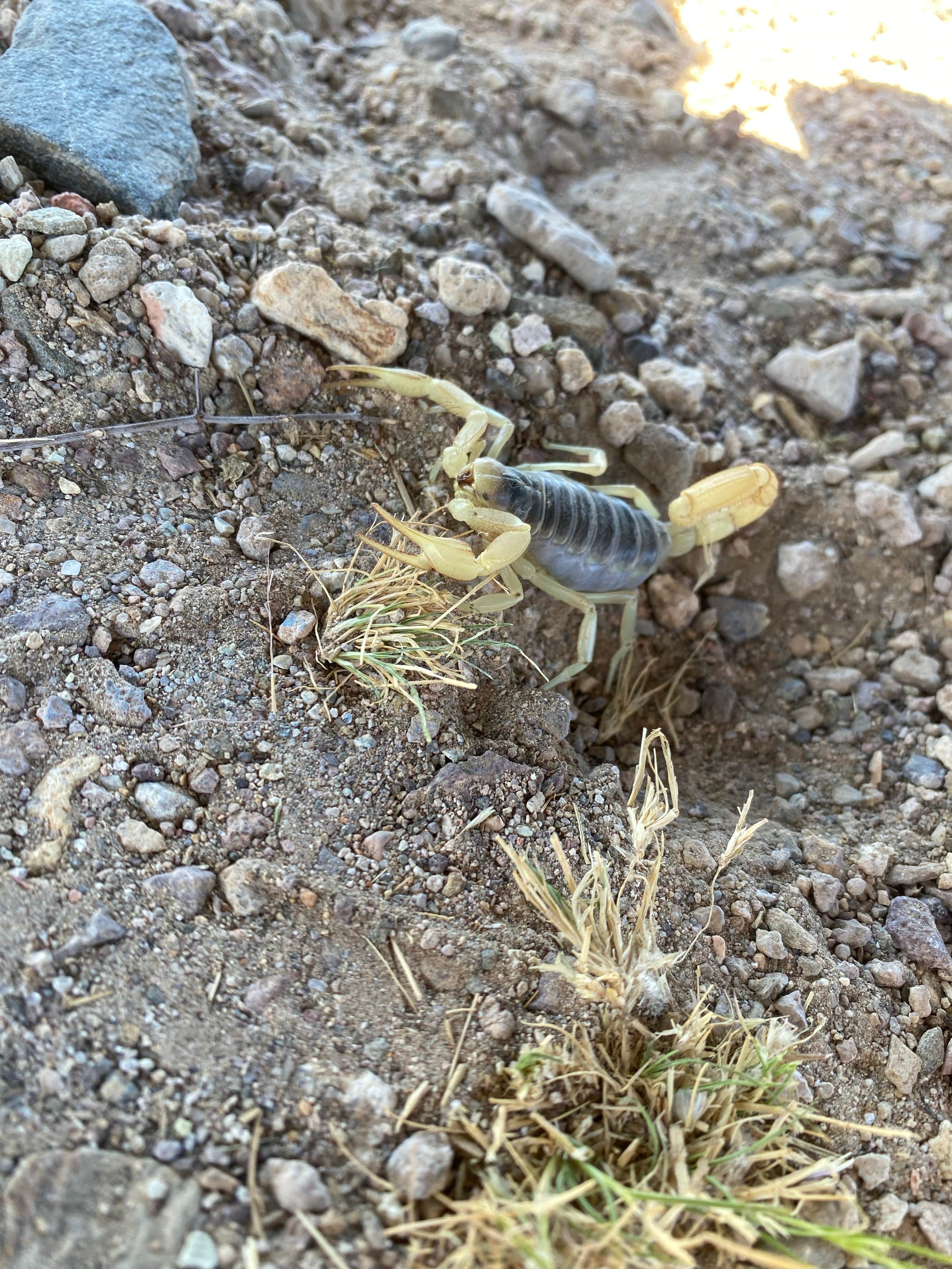 Camper-submitted photo at Vanderbilt Rd. Dispersed near Beatty, NV